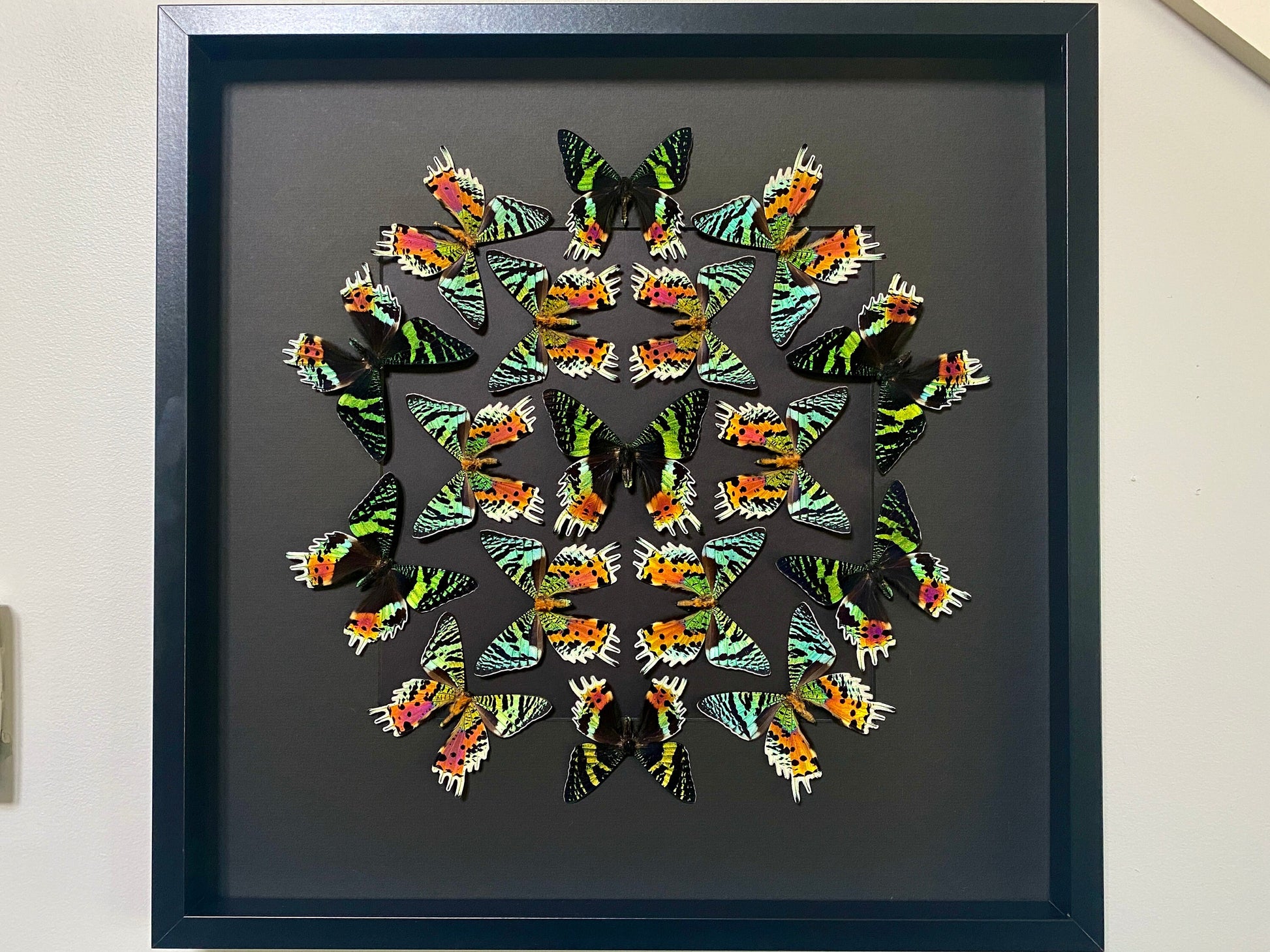 Real framed butterfly collection Framed sunset moth Framed butterfly art Framed butterfly specimens Butterfly taxiderm art Real butterflies