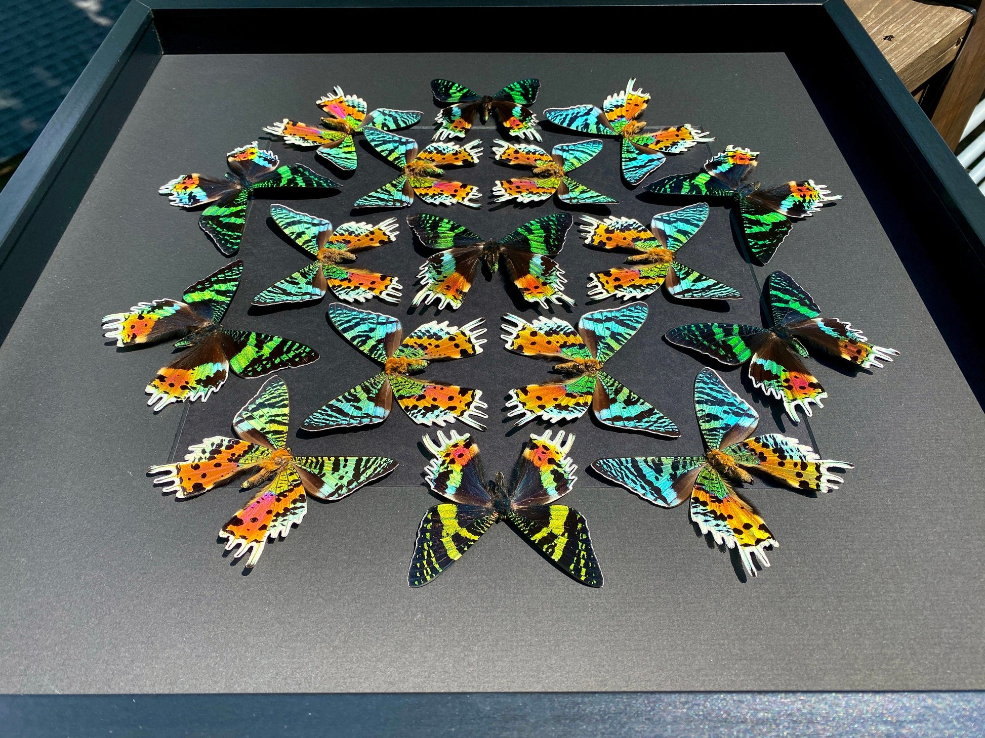 Real framed butterfly collection Framed sunset moth Framed butterfly art Framed butterfly specimens Butterfly taxiderm art Real butterflies