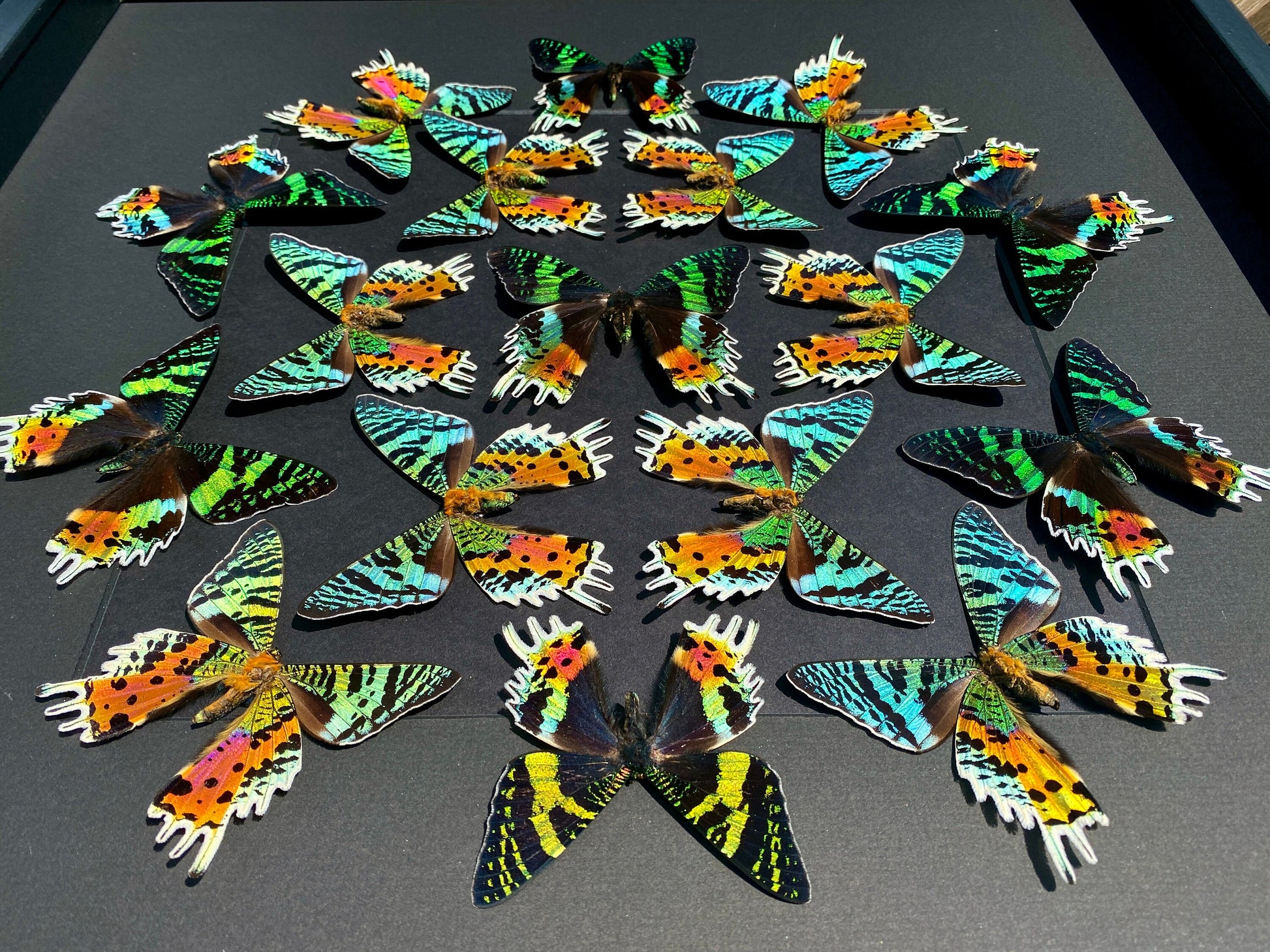 Real framed butterfly collection Framed sunset moth Framed butterfly art Framed butterfly specimens Butterfly taxiderm art Real butterflies