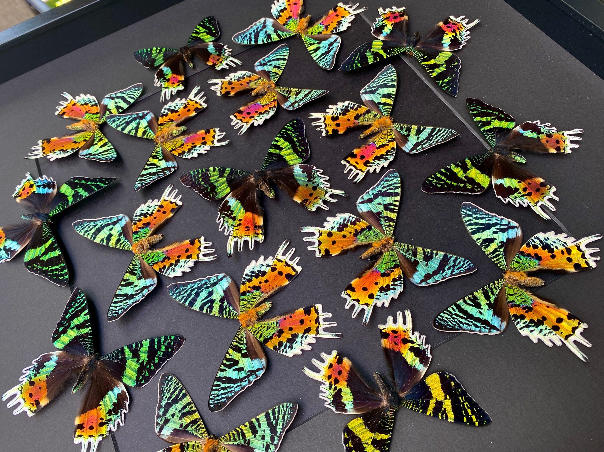 Real framed butterfly collection Framed sunset moth Framed butterfly art Framed butterfly specimens Butterfly taxiderm art Real butterflies