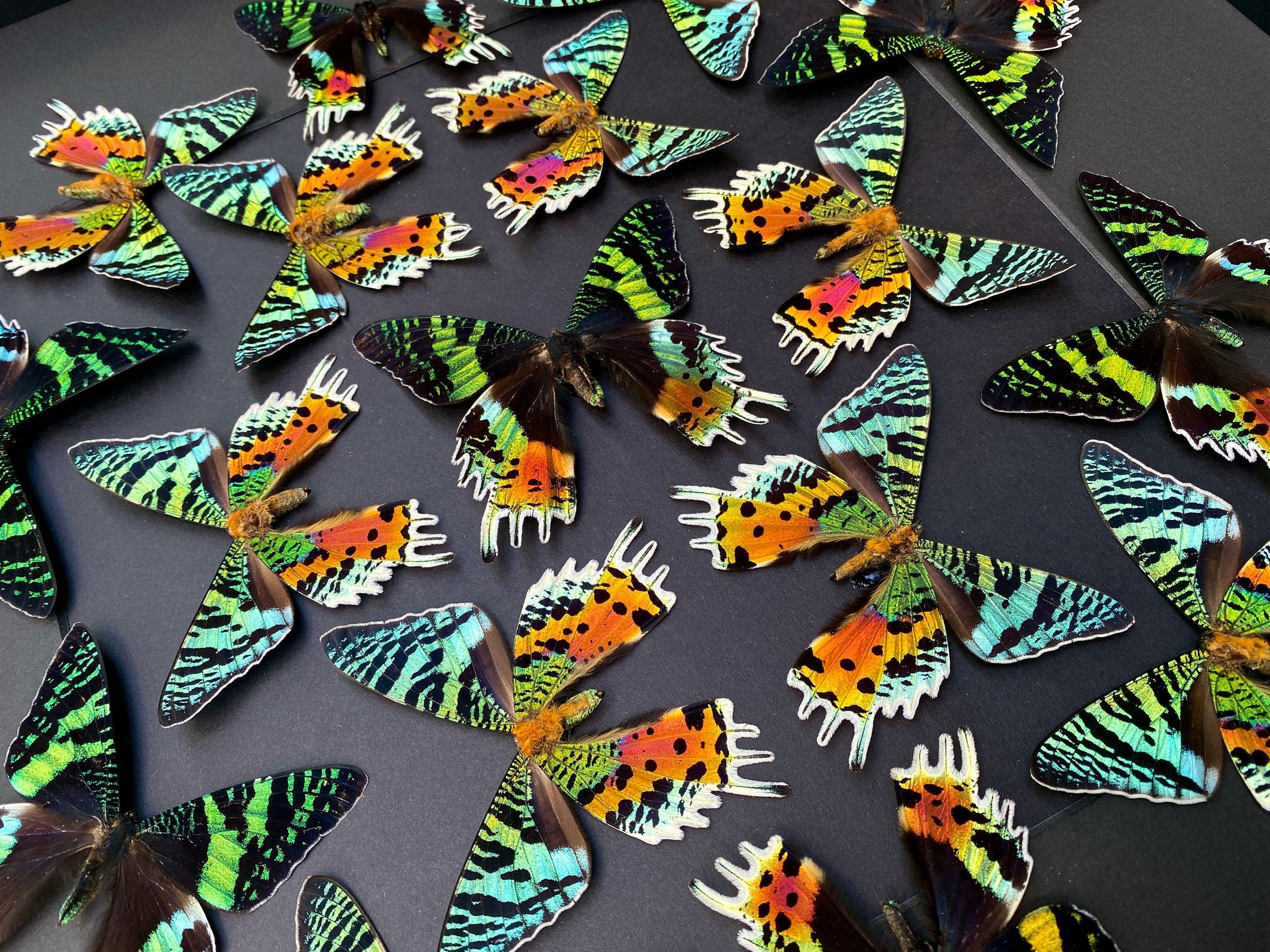 Real framed butterfly collection Framed sunset moth Framed butterfly art Framed butterfly specimens Butterfly taxiderm art Real butterflies