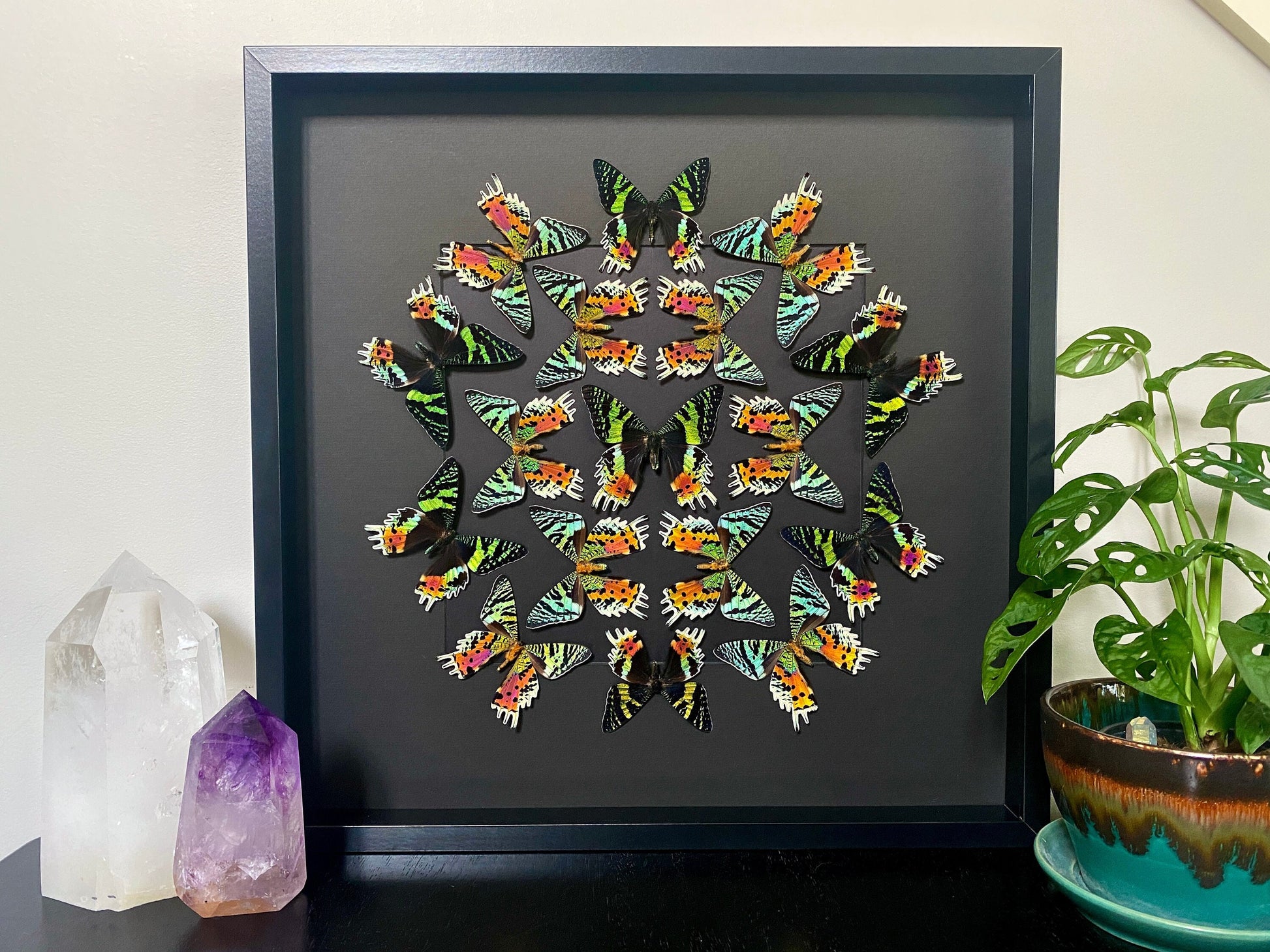 Real framed butterfly collection Framed sunset moth Framed butterfly art Framed butterfly specimens Butterfly taxiderm art Real butterflies