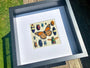 Framed insect taxidermy Real bug art Framed butterflies Real butterfly shadow box Framed butterfly art Bug wall art Framed monarch butterfly