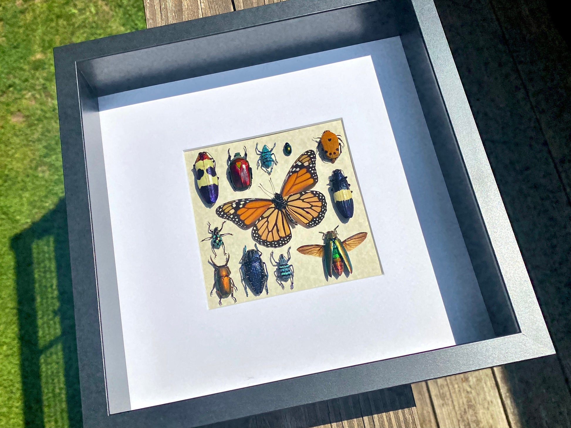 Framed insect taxidermy Real bug art Framed butterflies Real butterfly shadow box Framed butterfly art Bug wall art Framed monarch butterfly