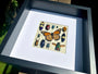 Framed insect taxidermy Real bug art Framed butterflies Real butterfly shadow box Framed butterfly art Bug wall art Framed monarch butterfly