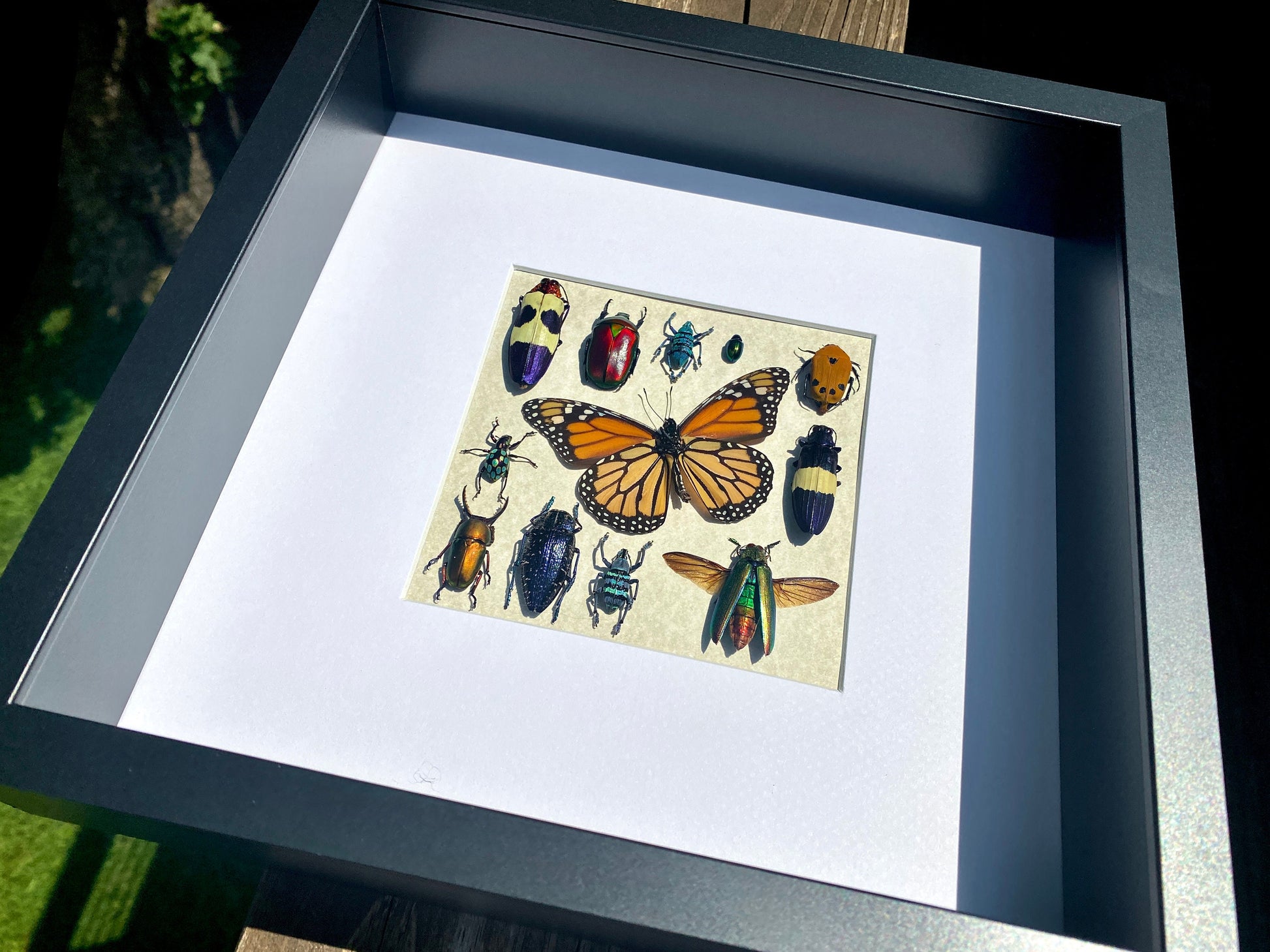 Framed insect taxidermy Real bug art Framed butterflies Real butterfly shadow box Framed butterfly art Bug wall art Framed monarch butterfly