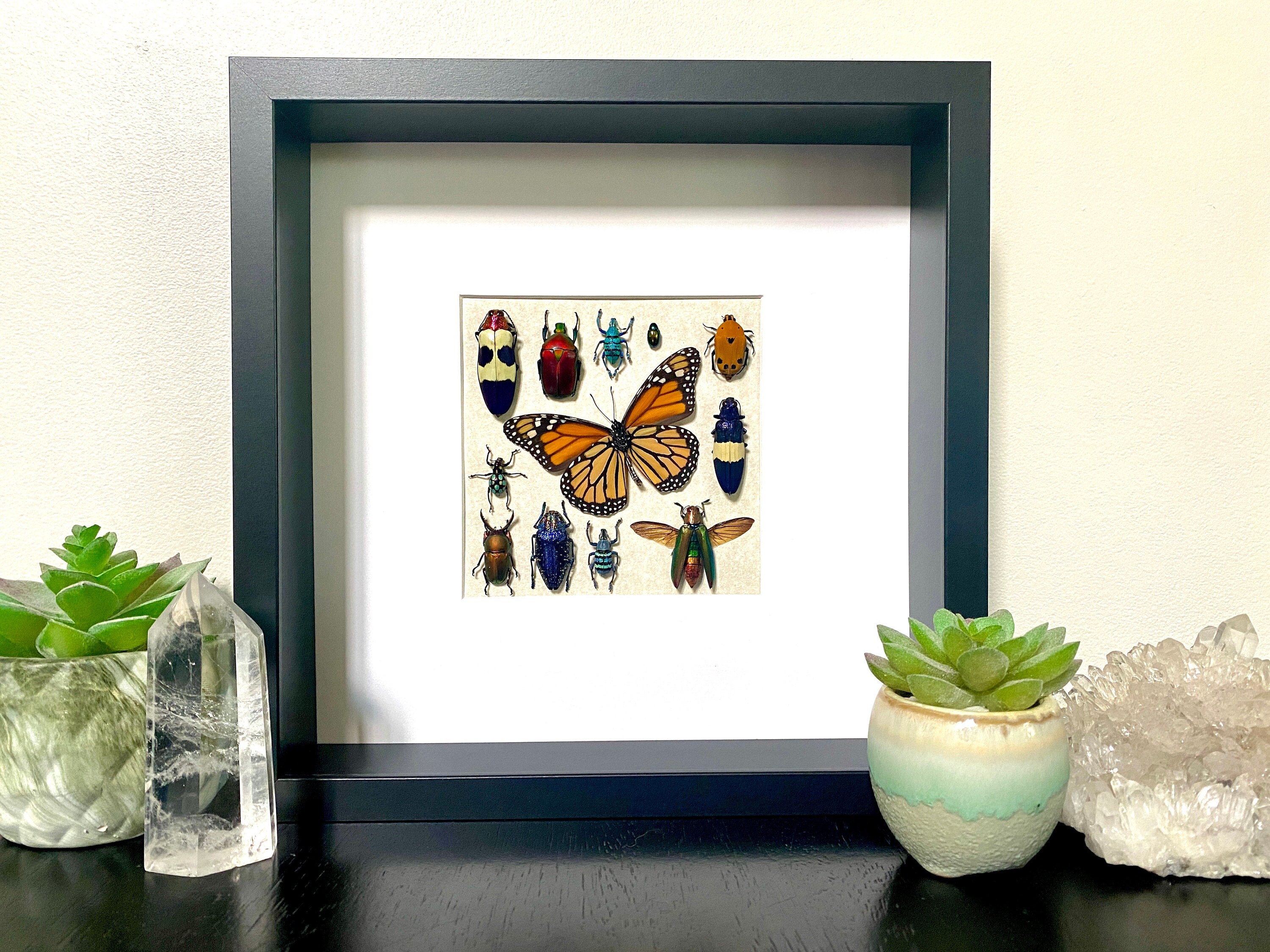 Framed insect taxidermy Real bug art Framed butterflies Real butterfly shadow box Framed butterfly art Bug wall art Framed monarch butterfly