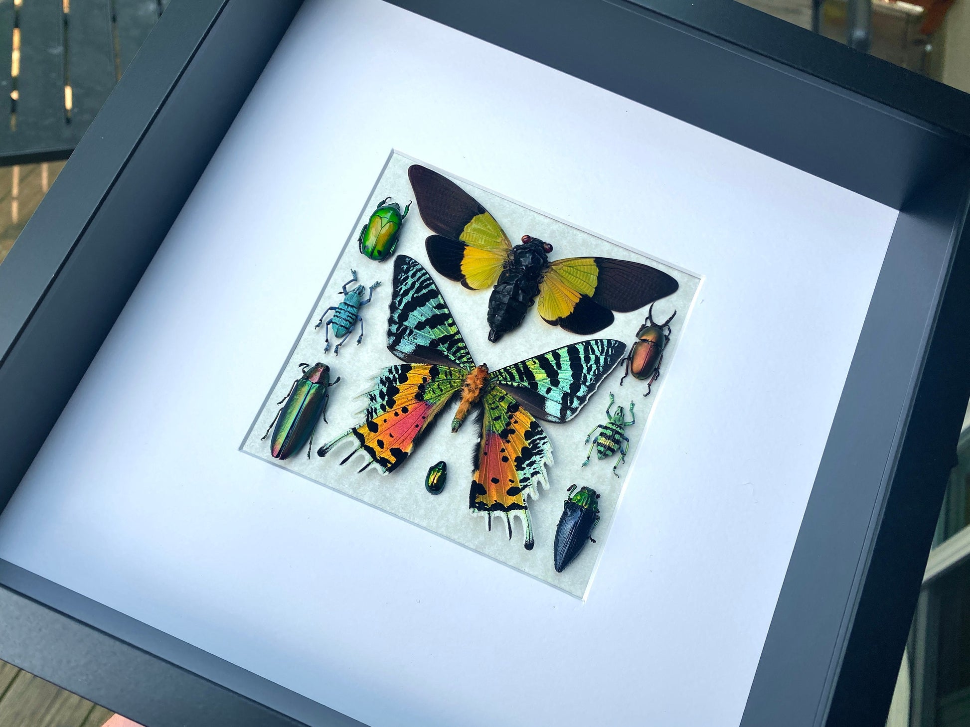 Real insect collection Framed butterfly art Framed insect taxidermy bug art Real bug collection Framed sunset moth Taxidermied butterflies