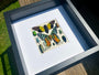 Real insect collection Framed butterfly art Framed insect taxidermy bug art Real bug collection Framed sunset moth Taxidermied butterflies