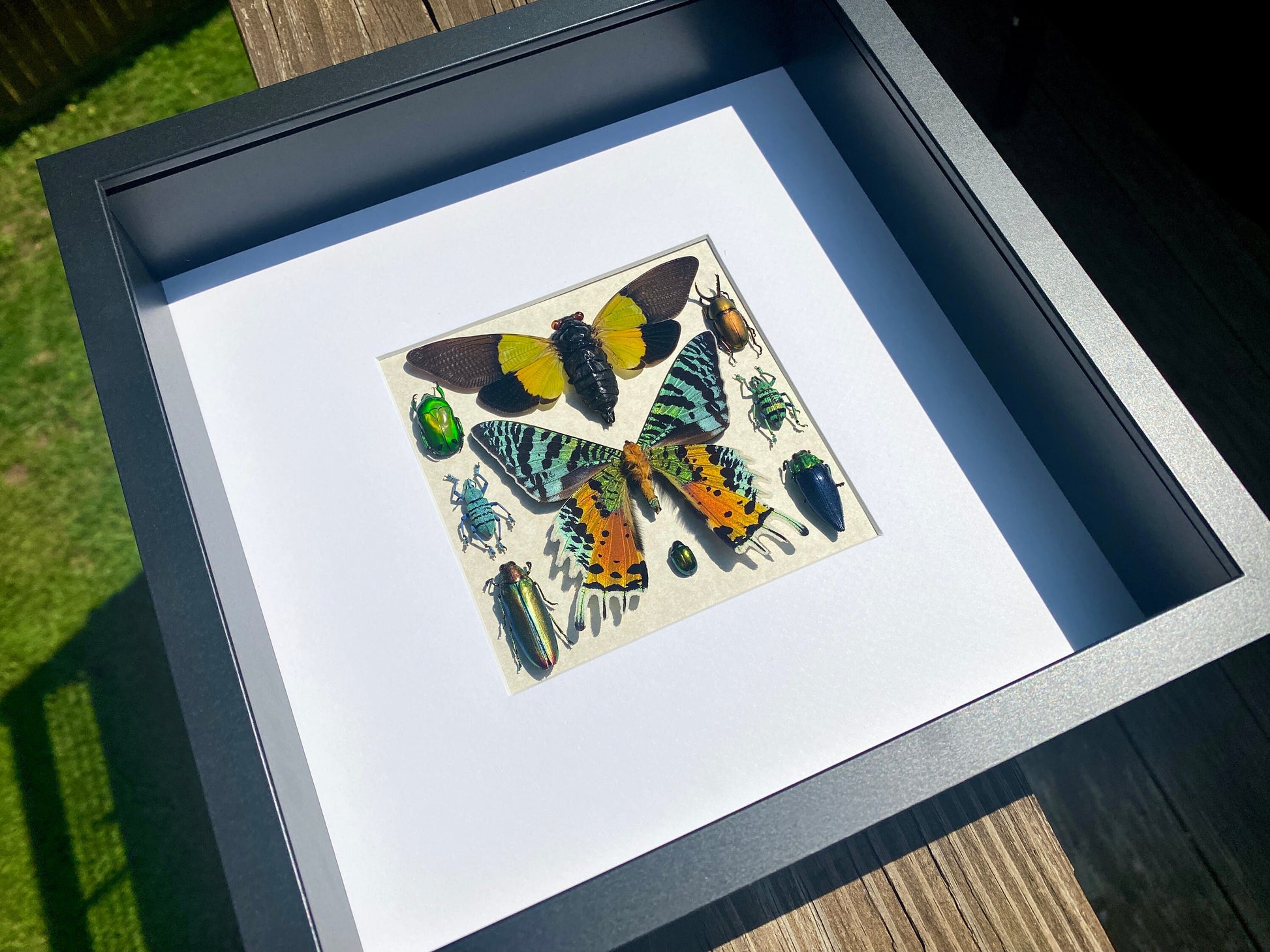 Real insect collection Framed butterfly art Framed insect taxidermy bug art Real bug collection Framed sunset moth Taxidermied butterflies