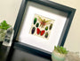 Real framed butterfly art Framed insect collection Framed wall art Insect shadow box Pressed butterfly Framed grasshopper Taxidermy wall art