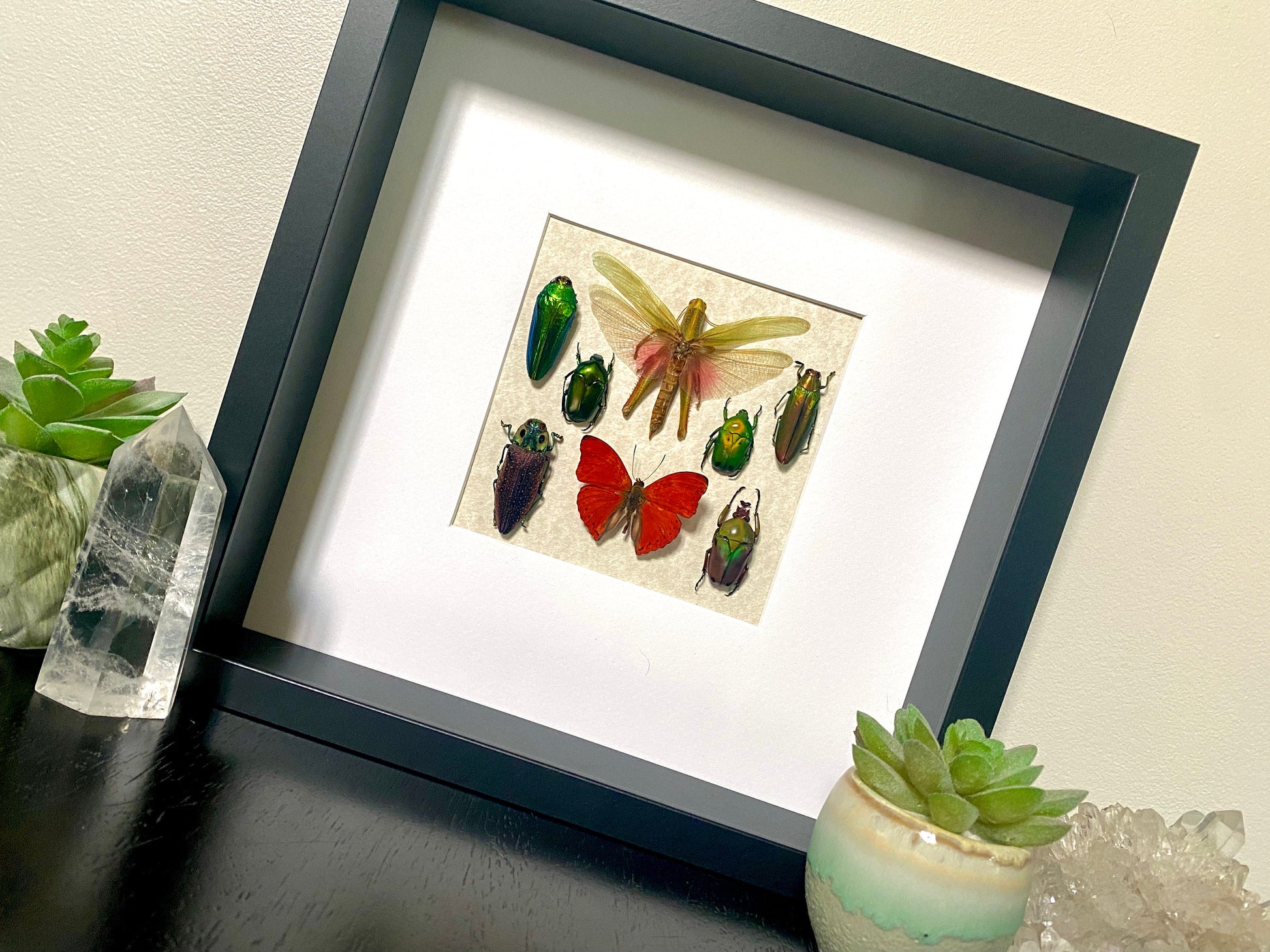 Real framed butterfly art Framed insect collection Framed wall art Insect shadow box Pressed butterfly Framed grasshopper Taxidermy wall art