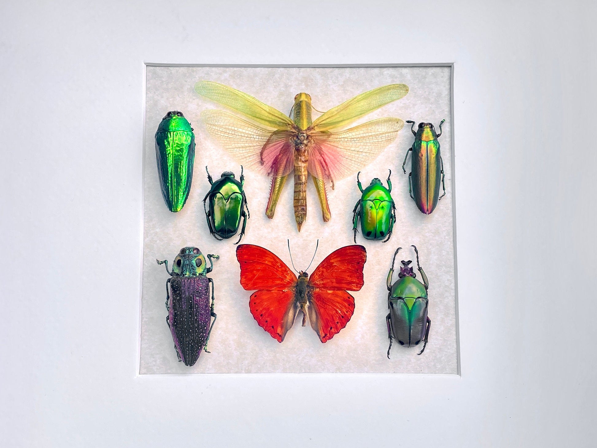 Real framed butterfly art Framed insect collection Framed wall art Insect shadow box Pressed butterfly Framed grasshopper Taxidermy wall art