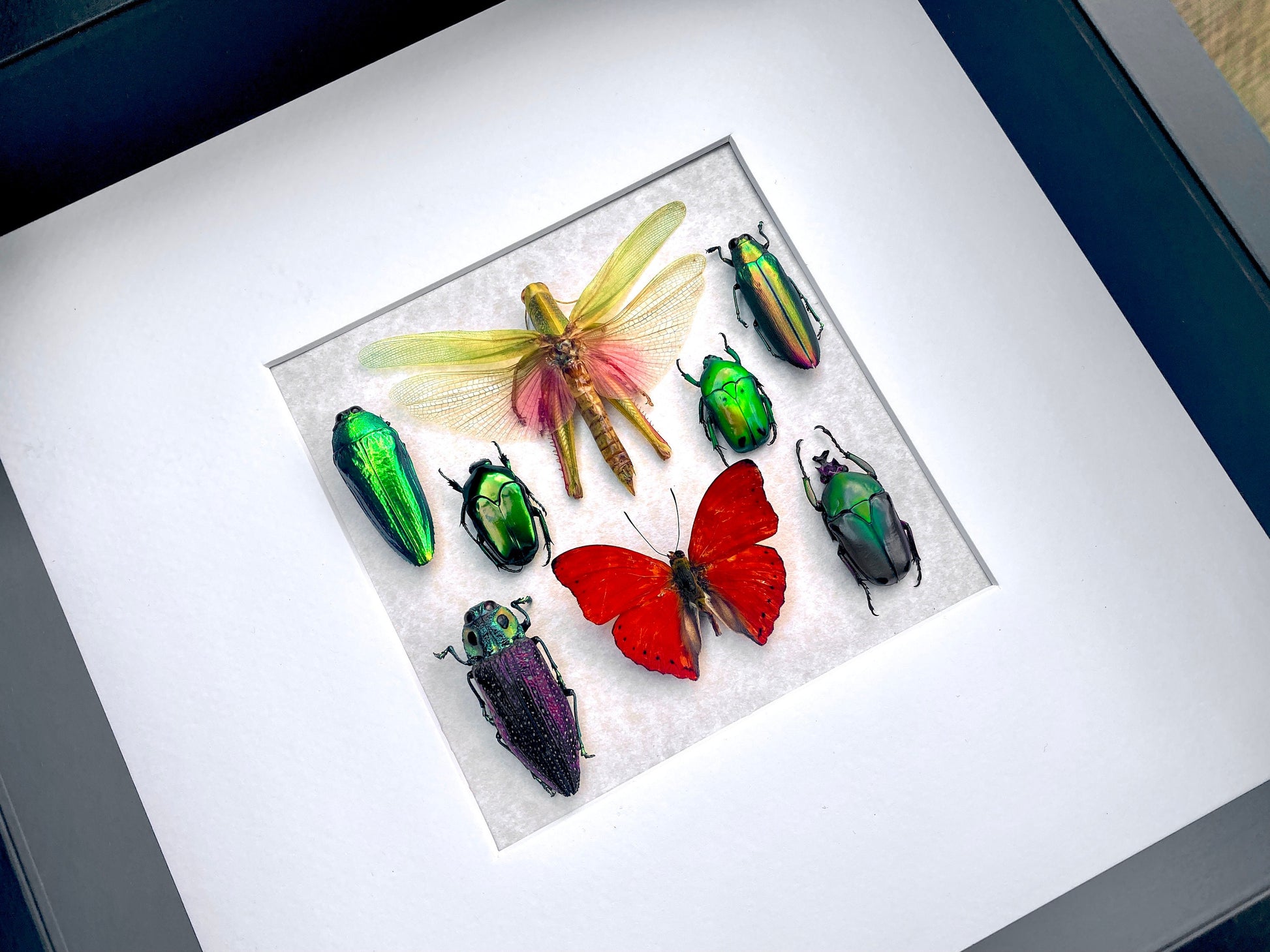 Real framed butterfly art Framed insect collection Framed wall art Insect shadow box Pressed butterfly Framed grasshopper Taxidermy wall art