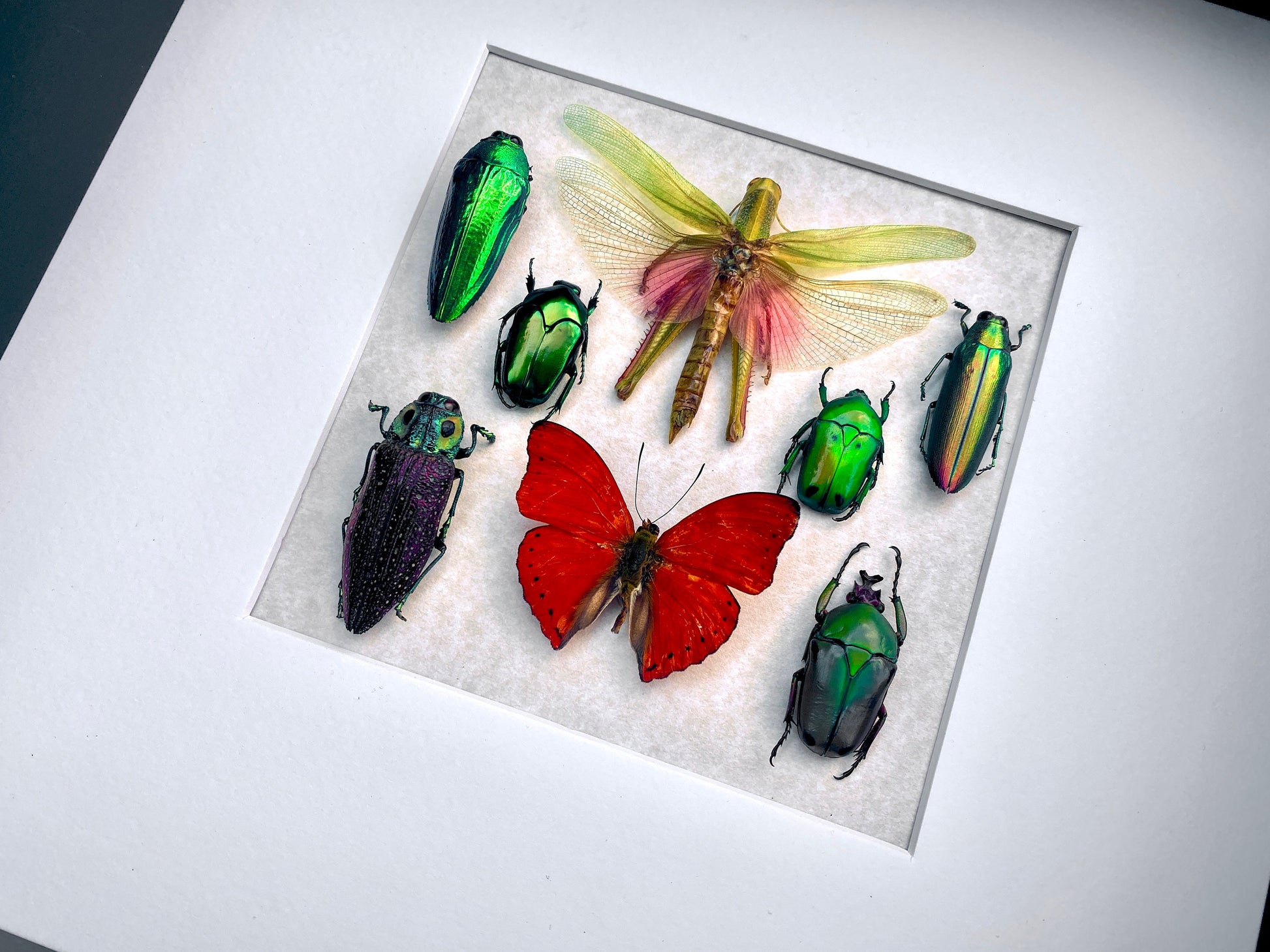 Real framed butterfly art Framed insect collection Framed wall art Insect shadow box Pressed butterfly Framed grasshopper Taxidermy wall art