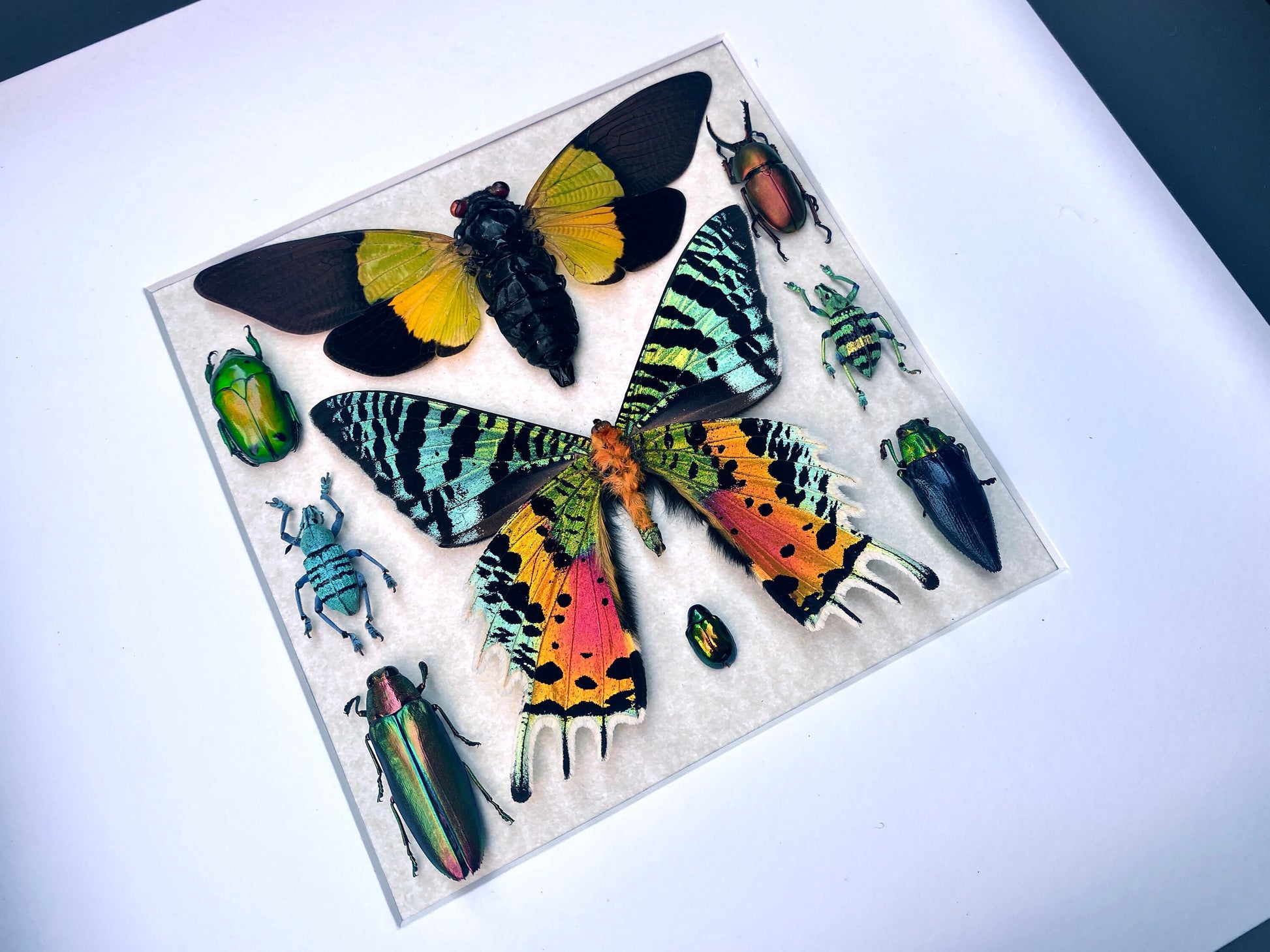 Real insect collection Framed butterfly art Framed insect taxidermy bug art Real bug collection Framed sunset moth Taxidermied butterflies