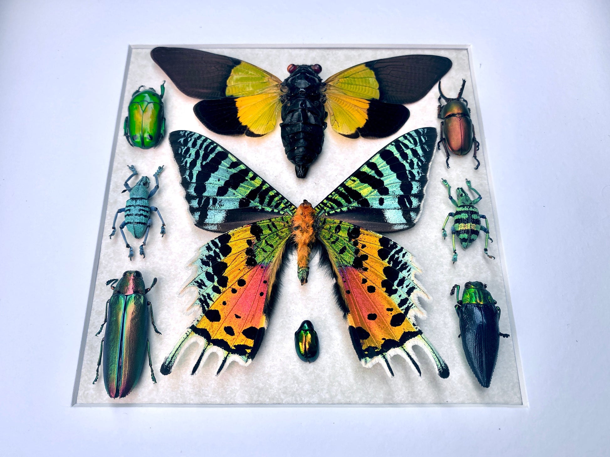 Real insect collection Framed butterfly art Framed insect taxidermy bug art Real bug collection Framed sunset moth Taxidermied butterflies