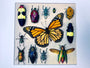 Framed insect taxidermy Real bug art Framed butterflies Real butterfly shadow box Framed butterfly art Bug wall art Framed monarch butterfly