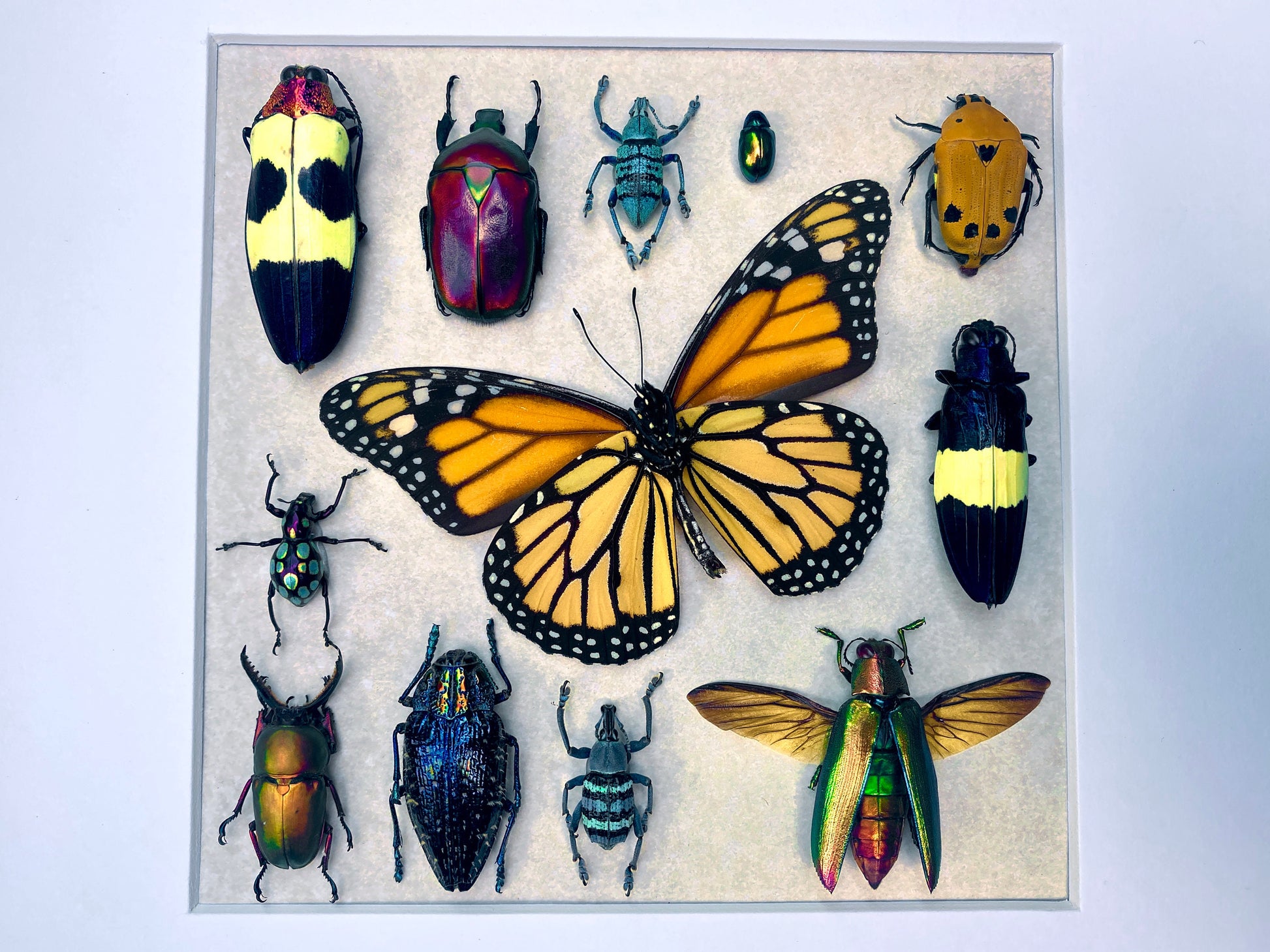 Framed insect taxidermy Real bug art Framed butterflies Real butterfly shadow box Framed butterfly art Bug wall art Framed monarch butterfly