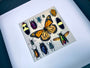 Framed insect taxidermy Real bug art Framed butterflies Real butterfly shadow box Framed butterfly art Bug wall art Framed monarch butterfly