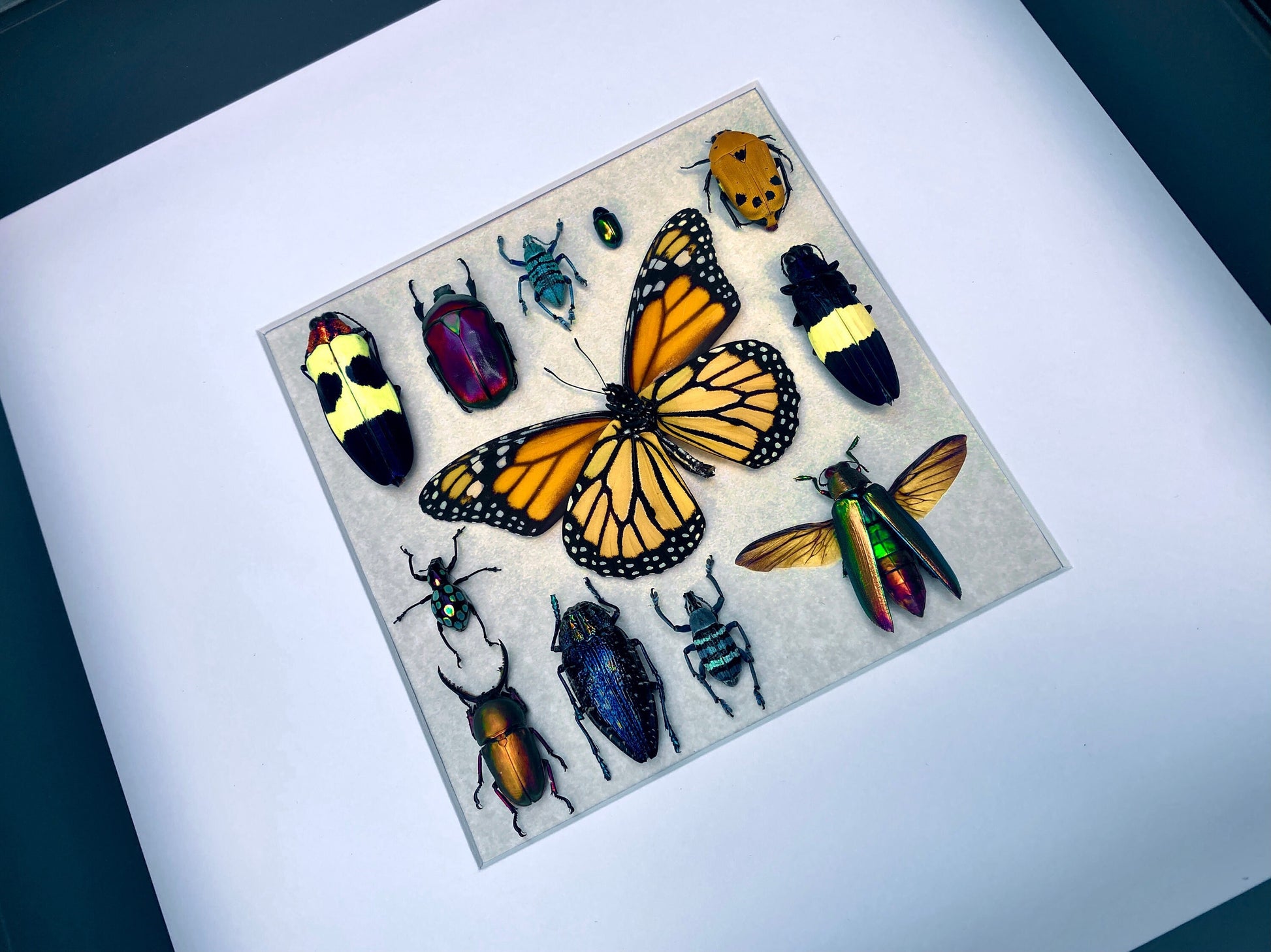 Framed insect taxidermy Real bug art Framed butterflies Real butterfly shadow box Framed butterfly art Bug wall art Framed monarch butterfly