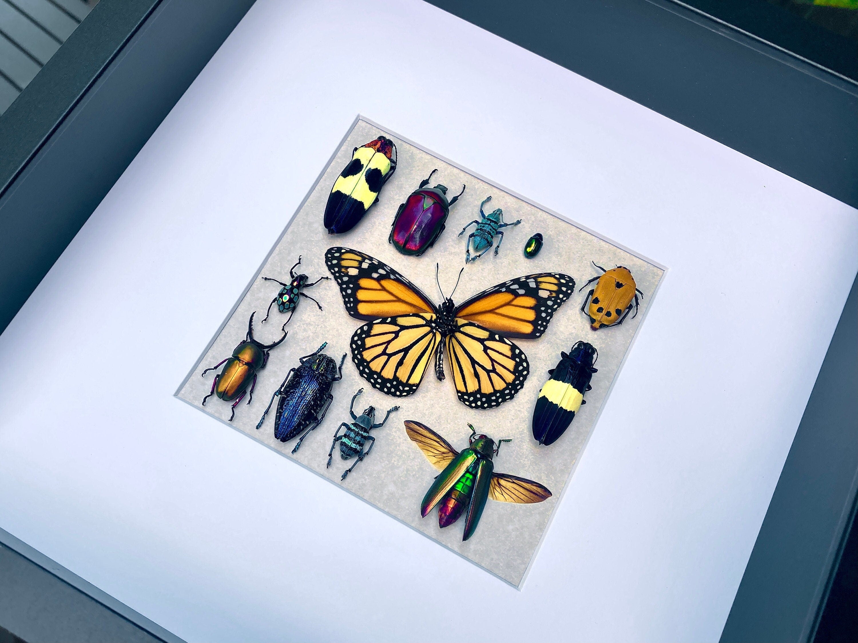 Framed insect taxidermy Real bug art Framed butterflies Real butterfly shadow box Framed butterfly art Bug wall art Framed monarch butterfly