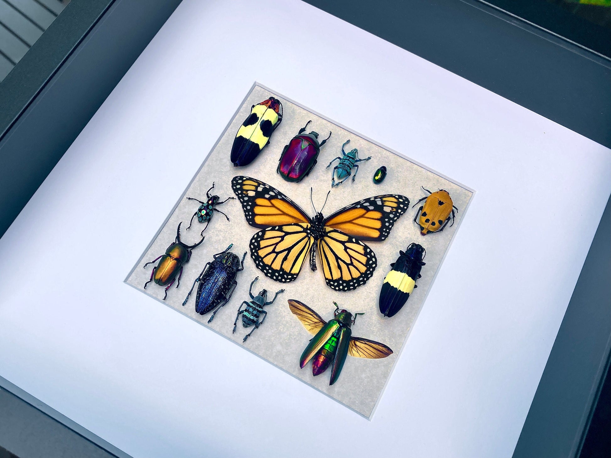 Framed insect taxidermy Real bug art Framed butterflies Real butterfly shadow box Framed butterfly art Bug wall art Framed monarch butterfly