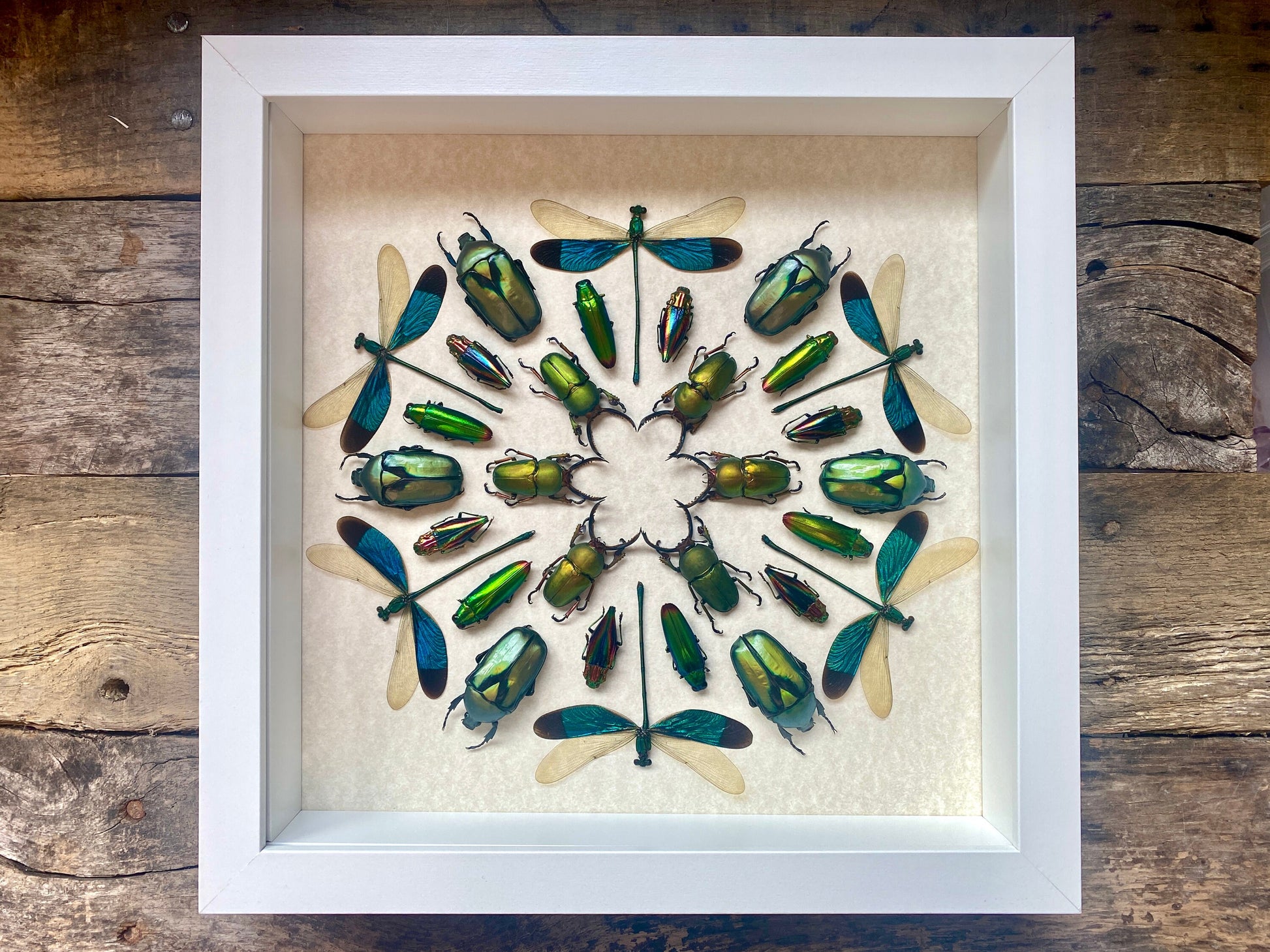 Framed insect taxidermy Oddities and curiosities Framed wall art mixed media Real insect collage Dragonfly taxidermy beetle Kaleidoscope