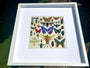 Real insect wall art Rare Insect collection Bug wall art Taxidermy wall decor Framed butterfly shadowbox Bug collection Entomology gifts