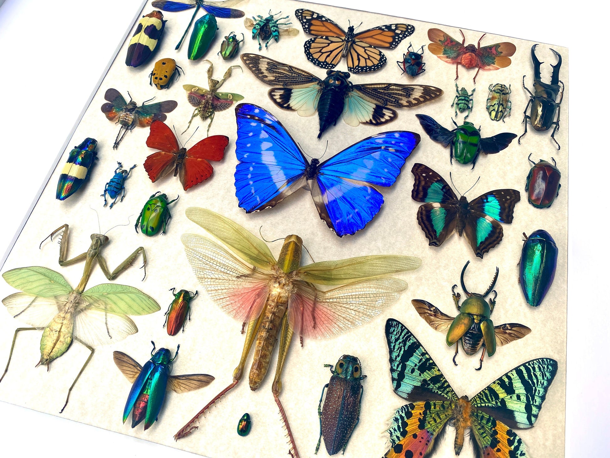 Real insect wall art Rare Insect collection Bug wall art Taxidermy wall decor Framed butterfly shadowbox Bug collection Entomology gifts