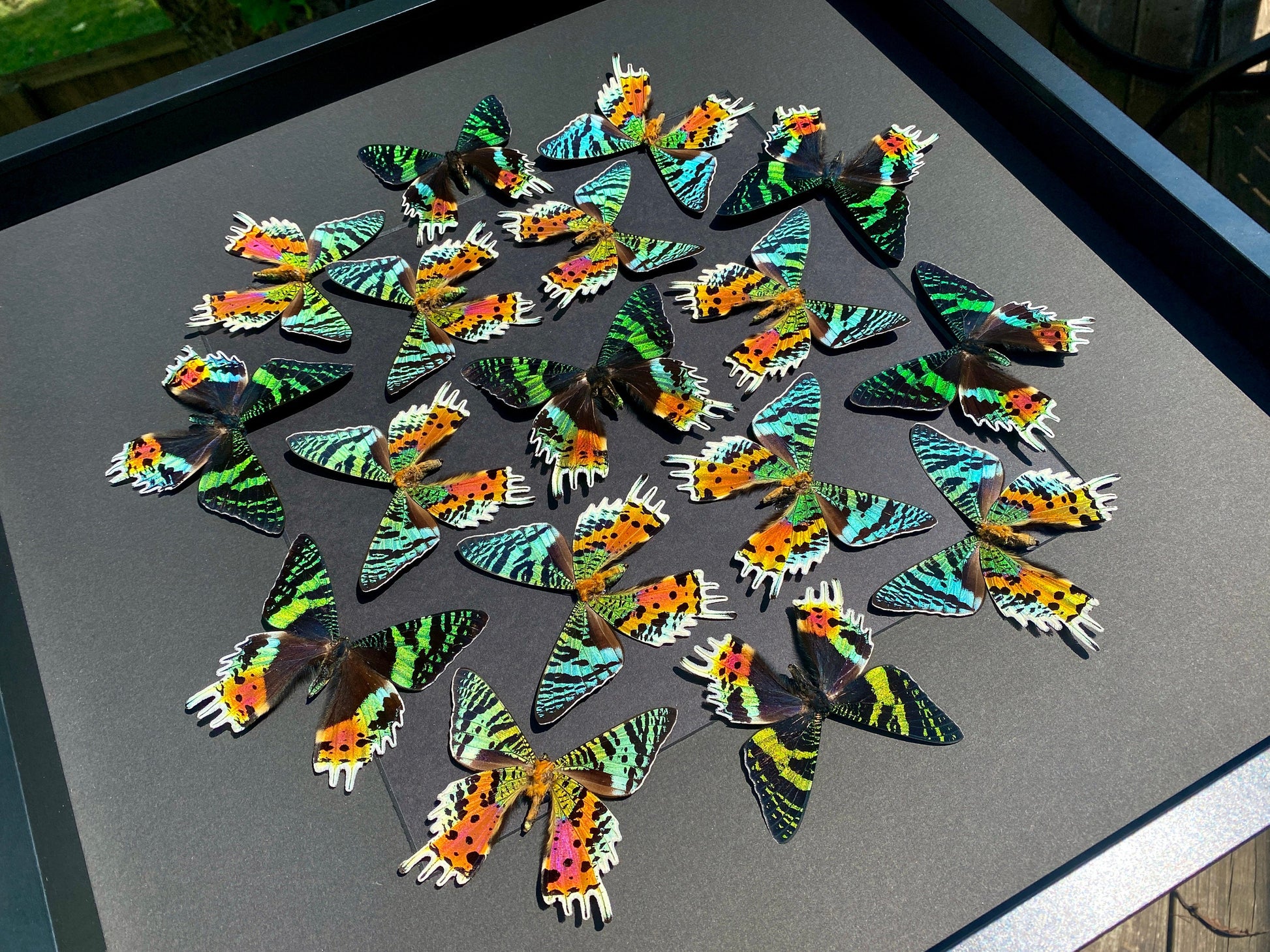 Real framed butterfly collection Framed sunset moth Framed butterfly art Framed butterfly specimens Butterfly taxiderm art Real butterflies