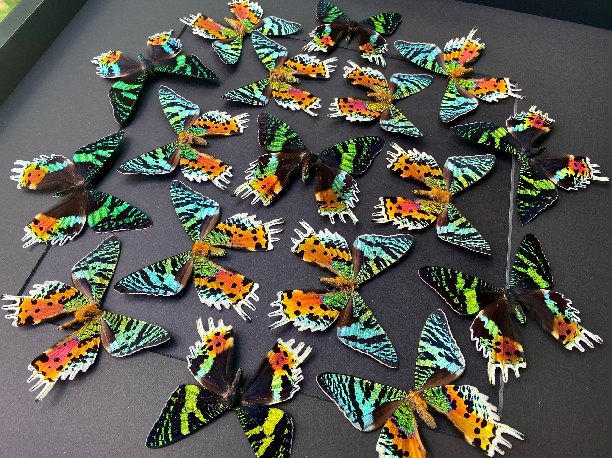 Real framed butterfly collection Framed sunset moth Framed butterfly art Framed butterfly specimens Butterfly taxiderm art Real butterflies