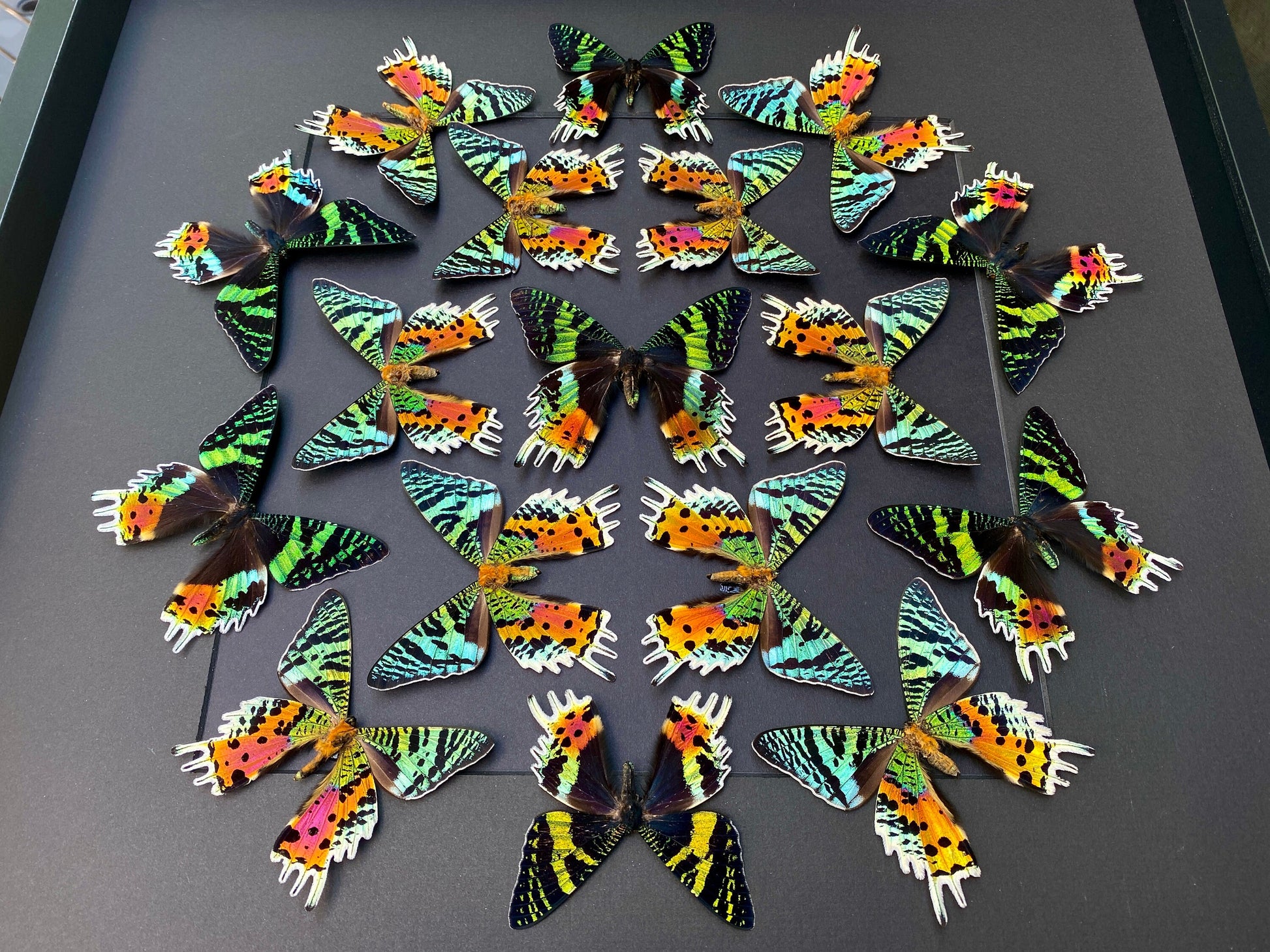 Real framed butterfly collection Framed sunset moth Framed butterfly art Framed butterfly specimens Butterfly taxiderm art Real butterflies