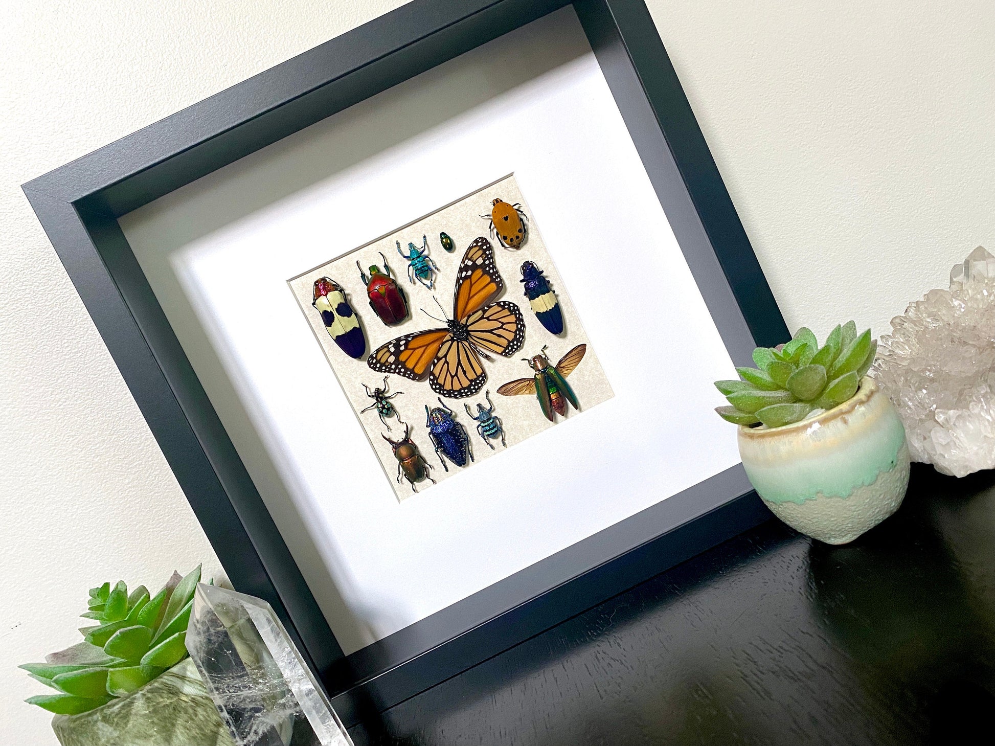 Framed insect taxidermy Real bug art Framed butterflies Real butterfly shadow box Framed butterfly art Bug wall art Framed monarch butterfly