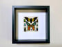 Real insect collection Framed butterfly art Framed insect taxidermy bug art Real bug collection Framed sunset moth Taxidermied butterflies