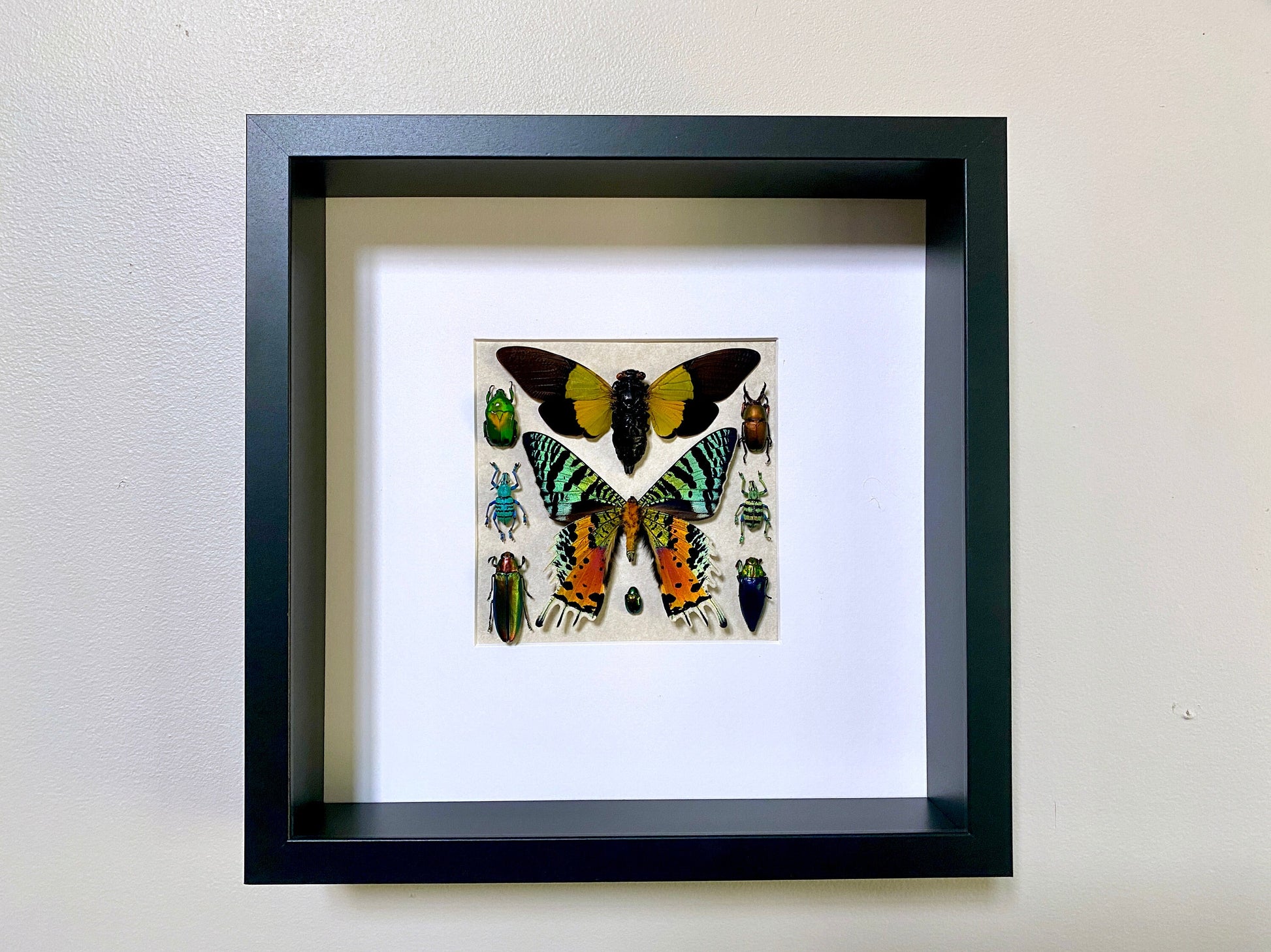Real insect collection Framed butterfly art Framed insect taxidermy bug art Real bug collection Framed sunset moth Taxidermied butterflies