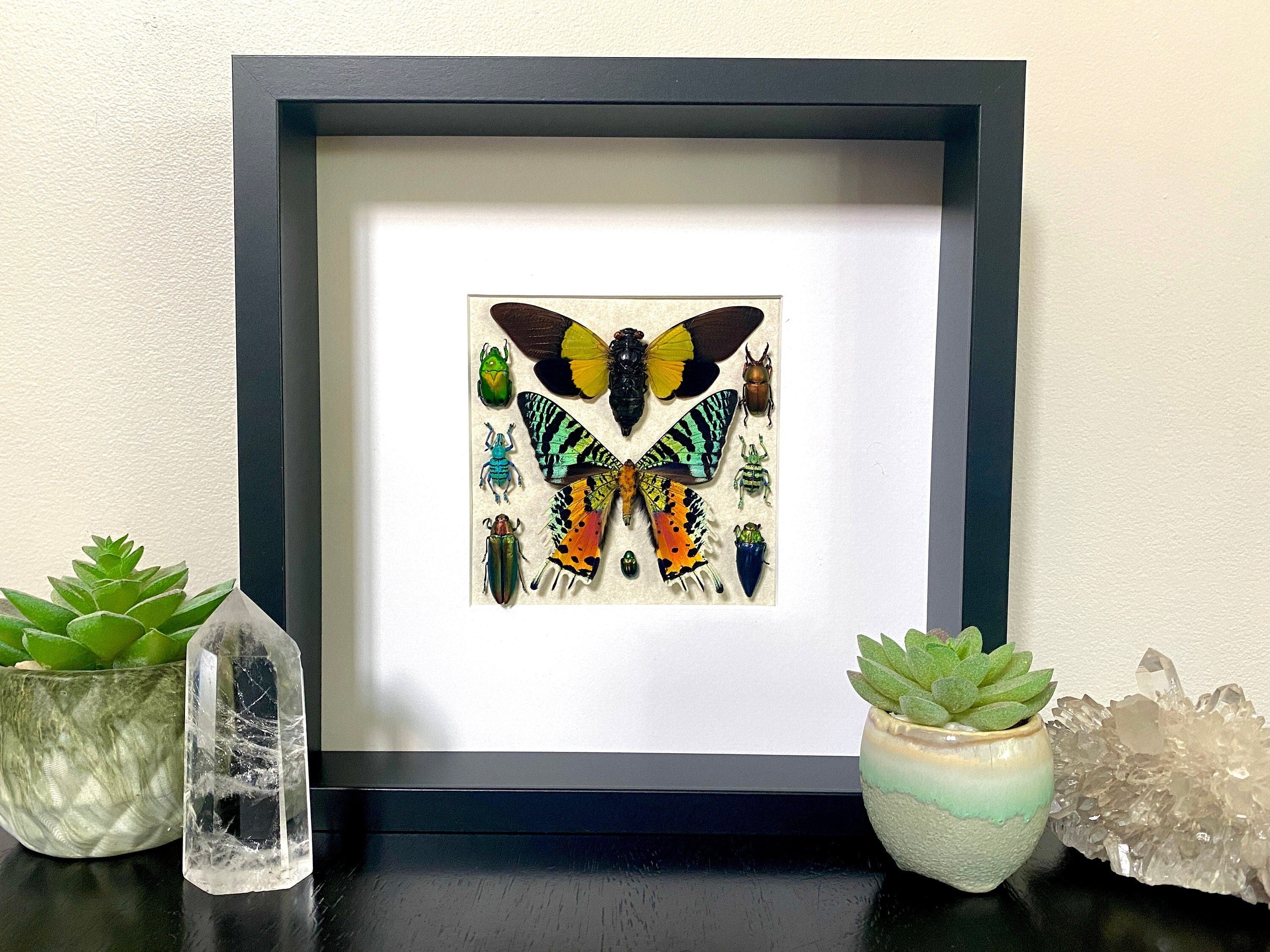 Real insect collection Framed butterfly art Framed insect taxidermy bug art Real bug collection Framed sunset moth Taxidermied butterflies