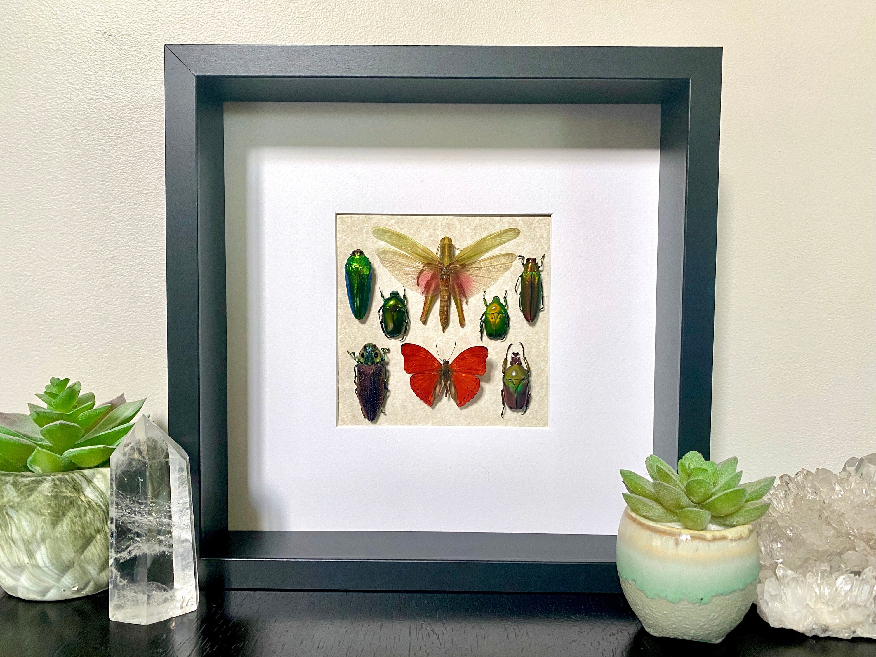 Real framed butterfly art Framed insect collection Framed wall art Insect shadow box Pressed butterfly Framed grasshopper Taxidermy wall art
