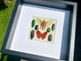 Real framed butterfly art Framed insect collection Framed wall art Insect shadow box Pressed butterfly Framed grasshopper Taxidermy wall art