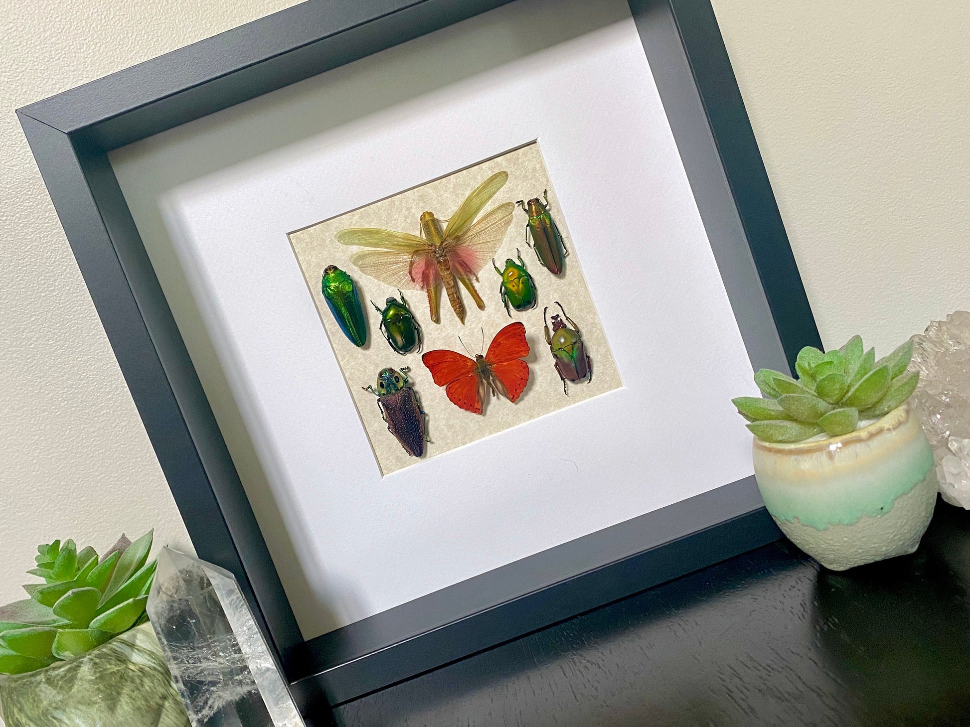 Real framed butterfly art Framed insect collection Framed wall art Insect shadow box Pressed butterfly Framed grasshopper Taxidermy wall art