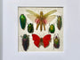 Real framed butterfly art Framed insect collection Framed wall art Insect shadow box Pressed butterfly Framed grasshopper Taxidermy wall art