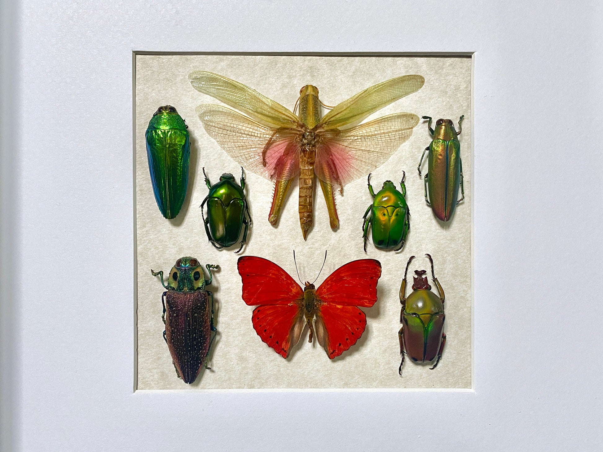 Real framed butterfly art Framed insect collection Framed wall art Insect shadow box Pressed butterfly Framed grasshopper Taxidermy wall art