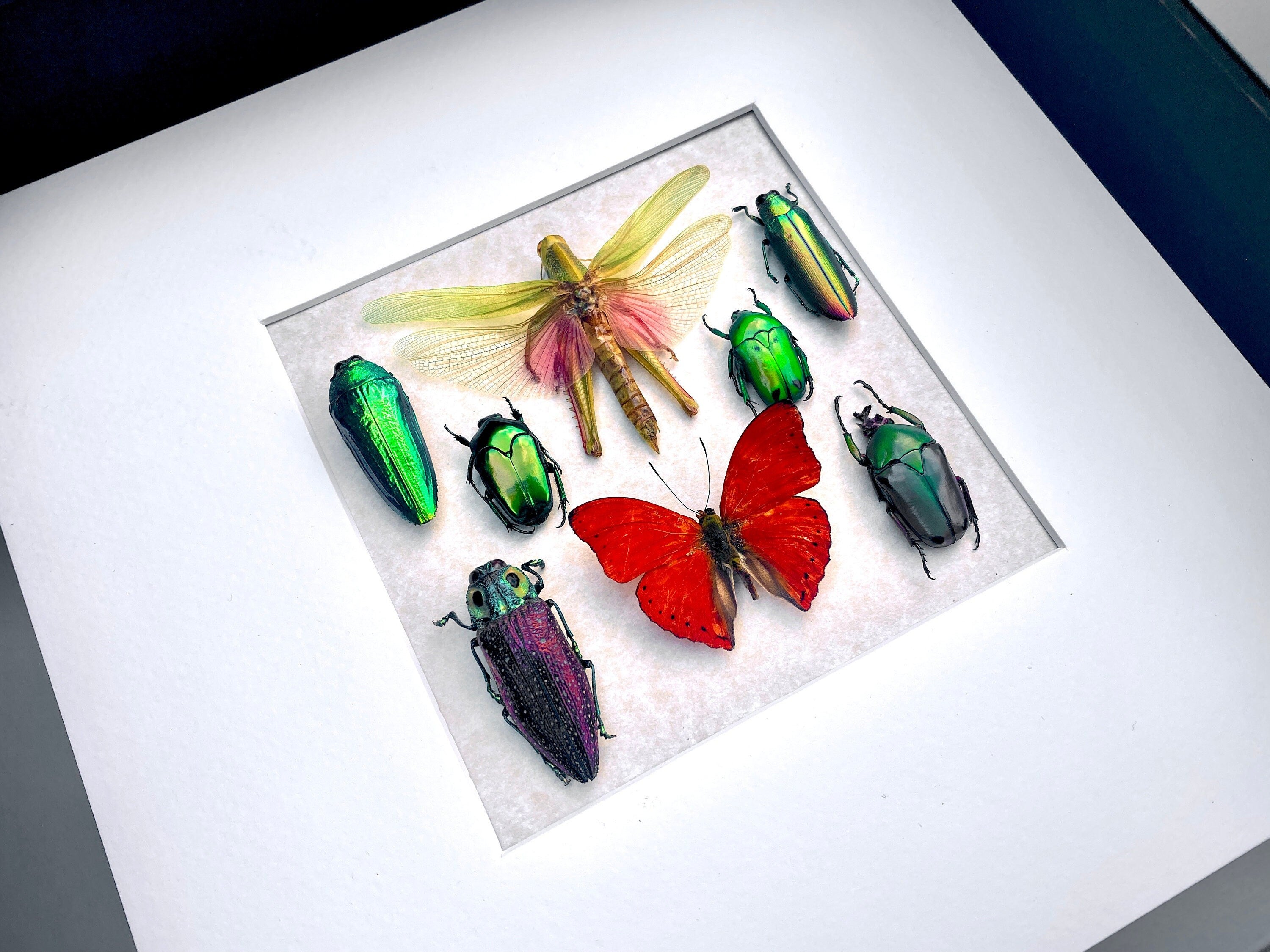 Real framed butterfly art Framed insect collection Framed wall art Insect shadow box butterfly Framed grasshopper Taxidermy wall art