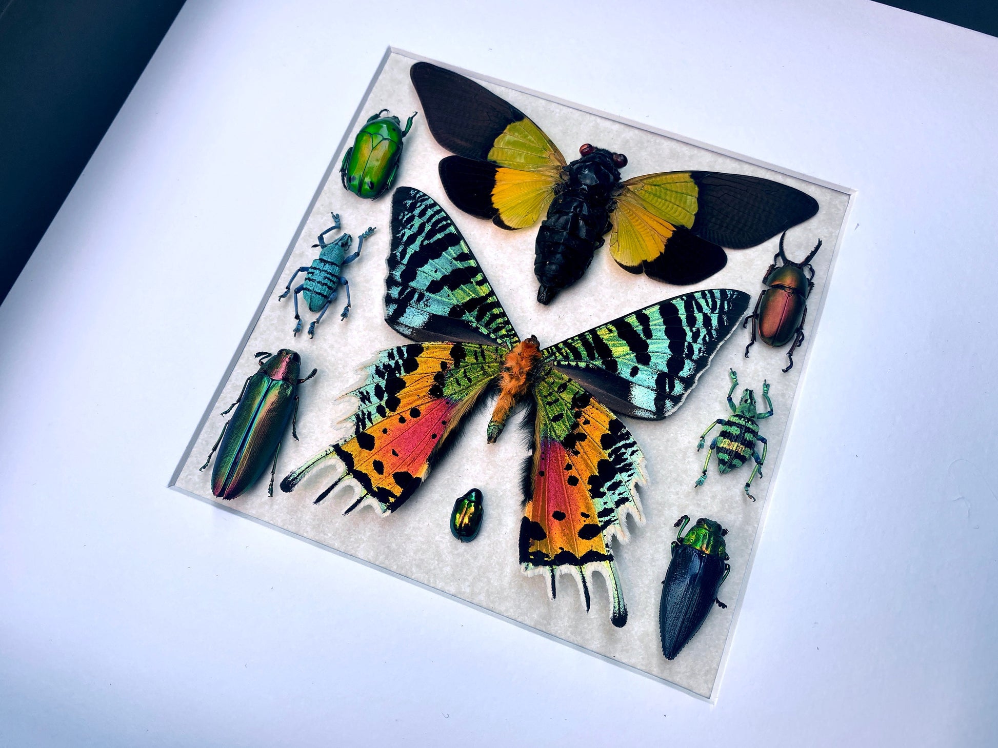 Real insect collection Framed butterfly art Framed insect taxidermy bug art Real bug collection Framed sunset moth Taxidermied butterflies