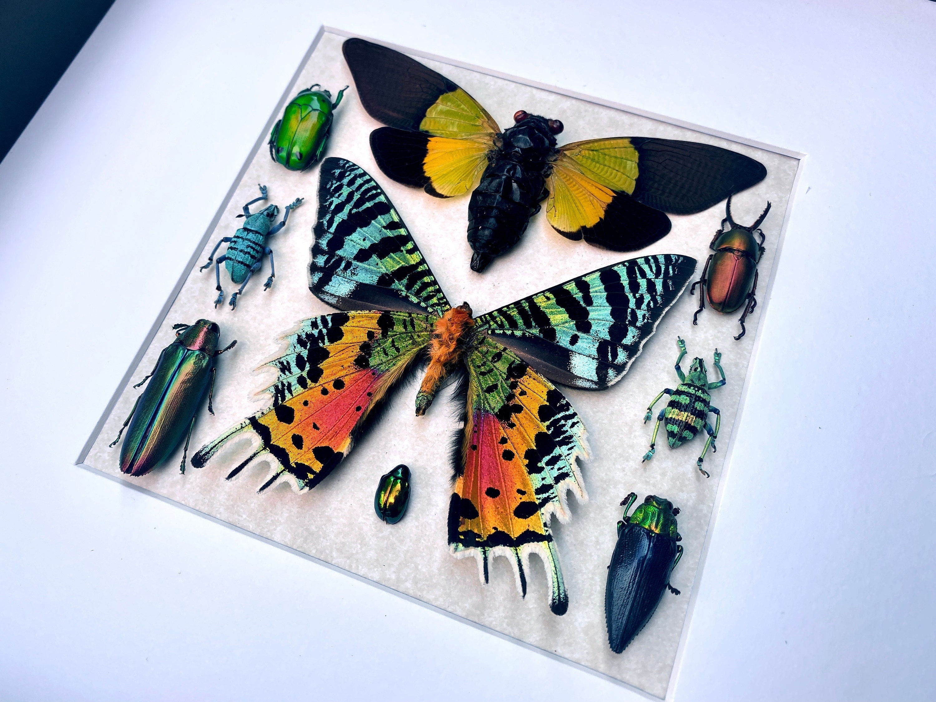 Real insect collection Framed butterfly art Framed insect taxidermy bug art Real bug collection Framed sunset moth Taxidermied butterflies