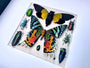 Real insect collection Framed butterfly art Framed insect taxidermy bug art Real bug collection Framed sunset moth Taxidermied butterflies