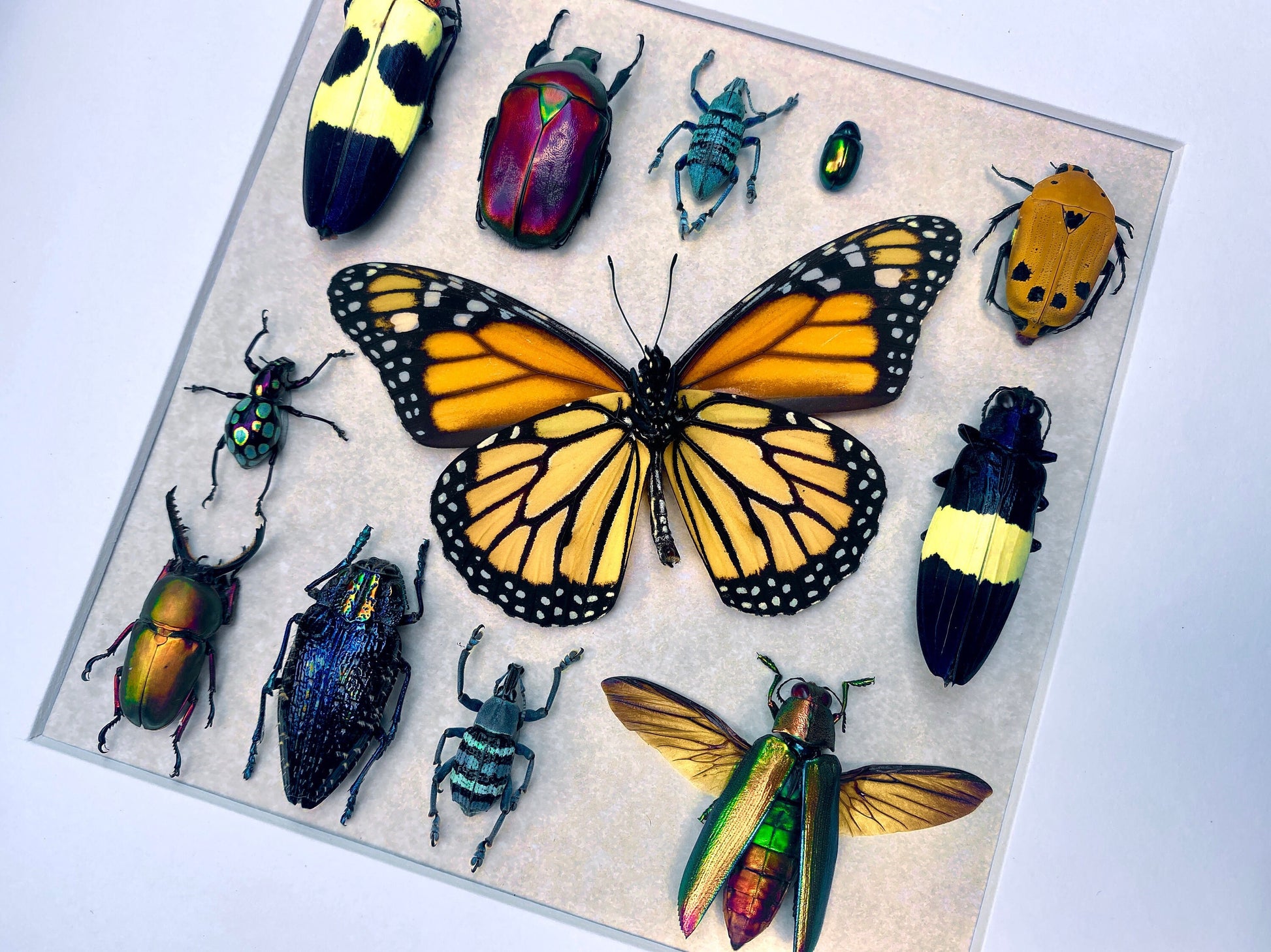 Framed insect taxidermy Real bug art Framed butterflies Real butterfly shadow box Framed butterfly art Bug wall art Framed monarch butterfly