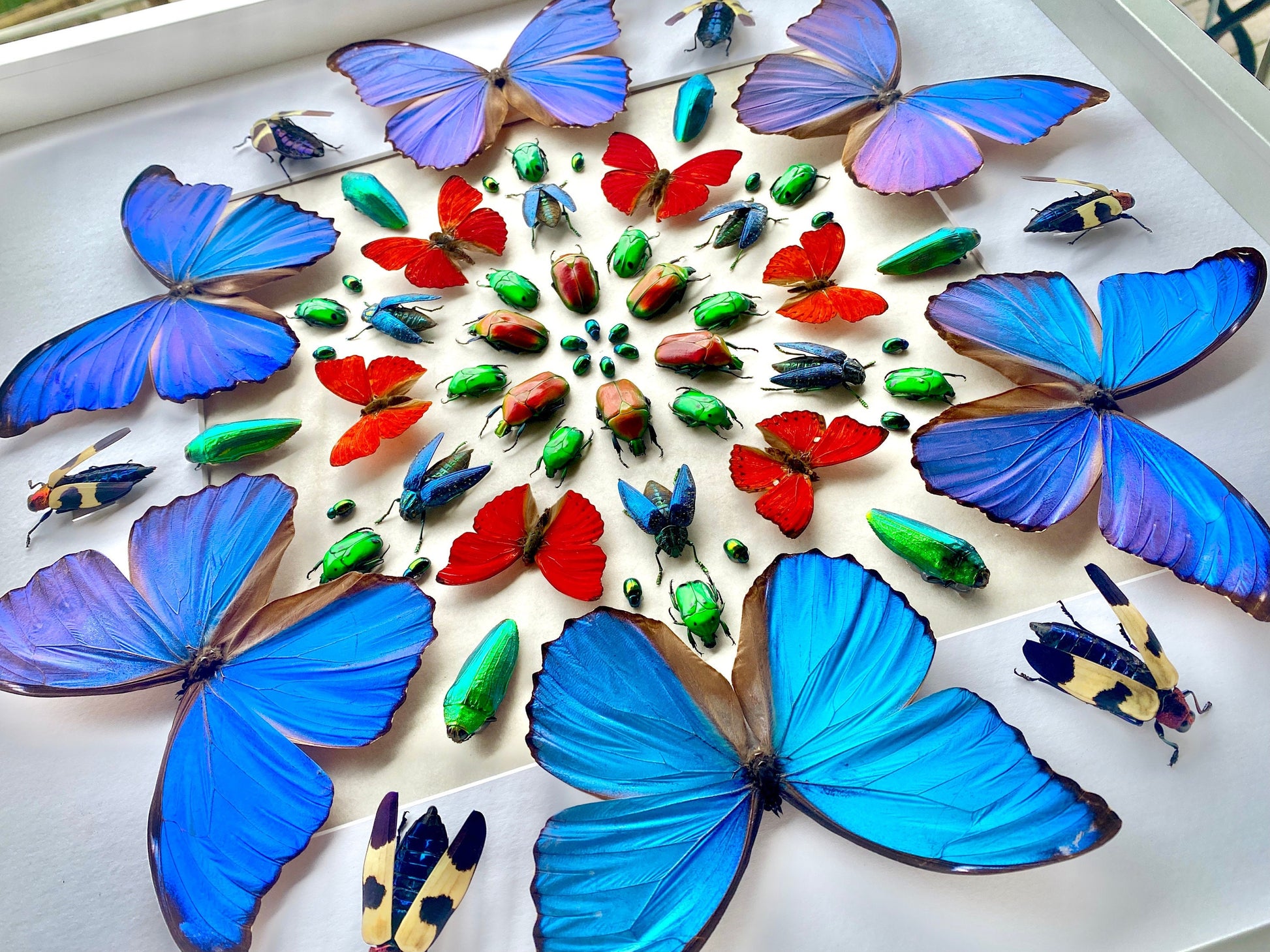 Framed butterfly taxidermy Real butterfly collection Vulture culture 3D wall art Taxidermy butterfly shadow box Framed insect taxidermy