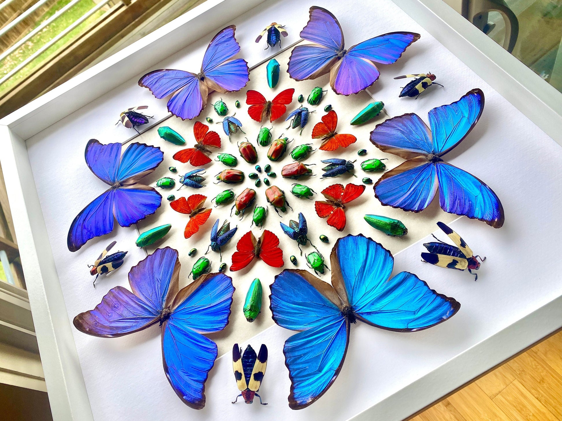 Framed butterfly taxidermy Real butterfly collection Vulture culture 3D wall art Taxidermy butterfly shadow box Framed insect taxidermy