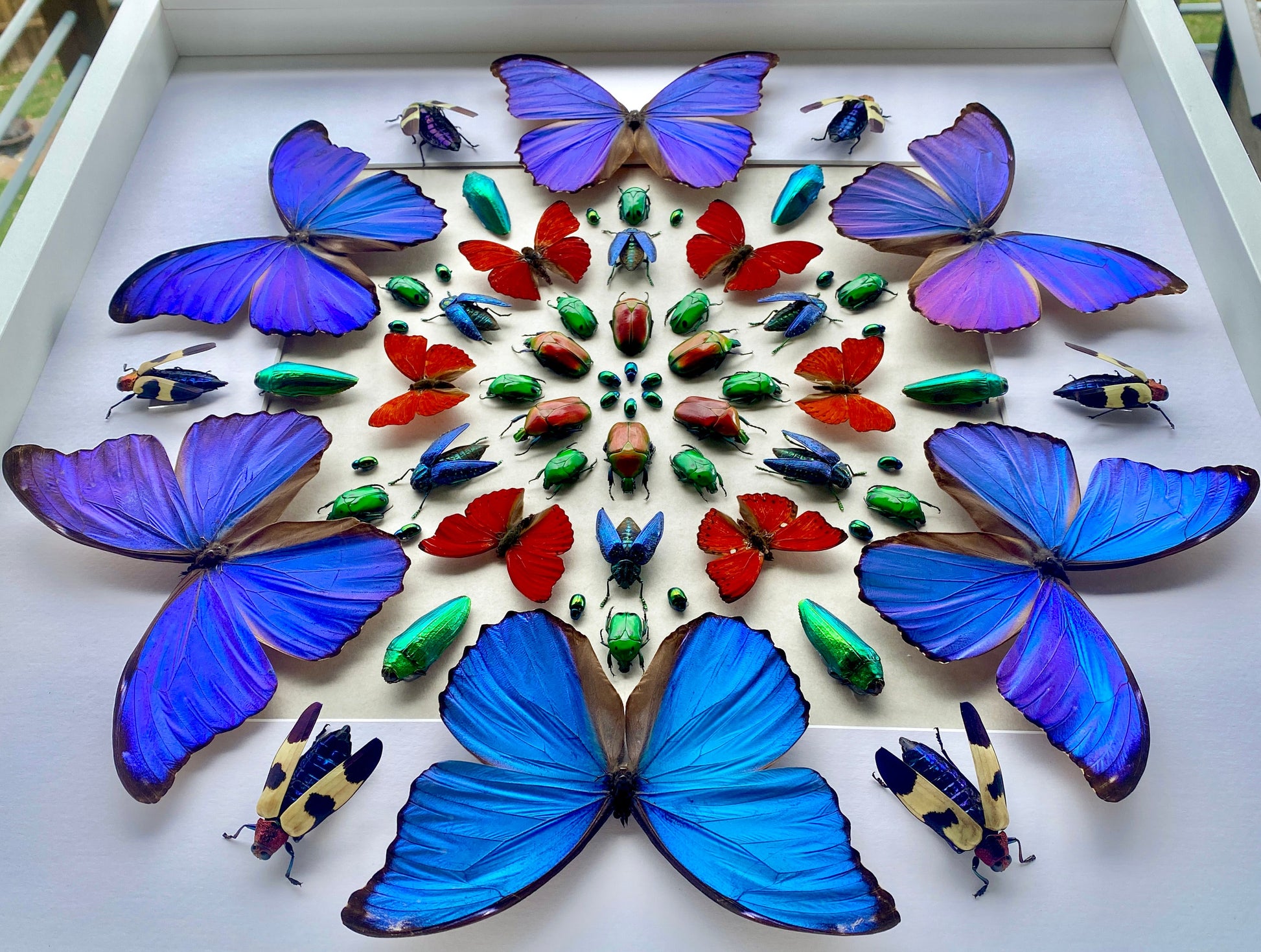 Framed butterfly taxidermy Real butterfly collection Vulture culture 3D wall art Taxidermy butterfly shadow box Framed insect taxidermy